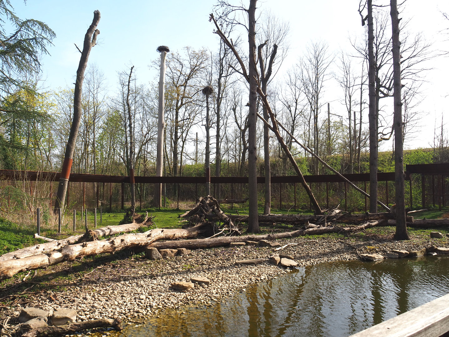 Barbary macaque exhibit, 2022-04-12