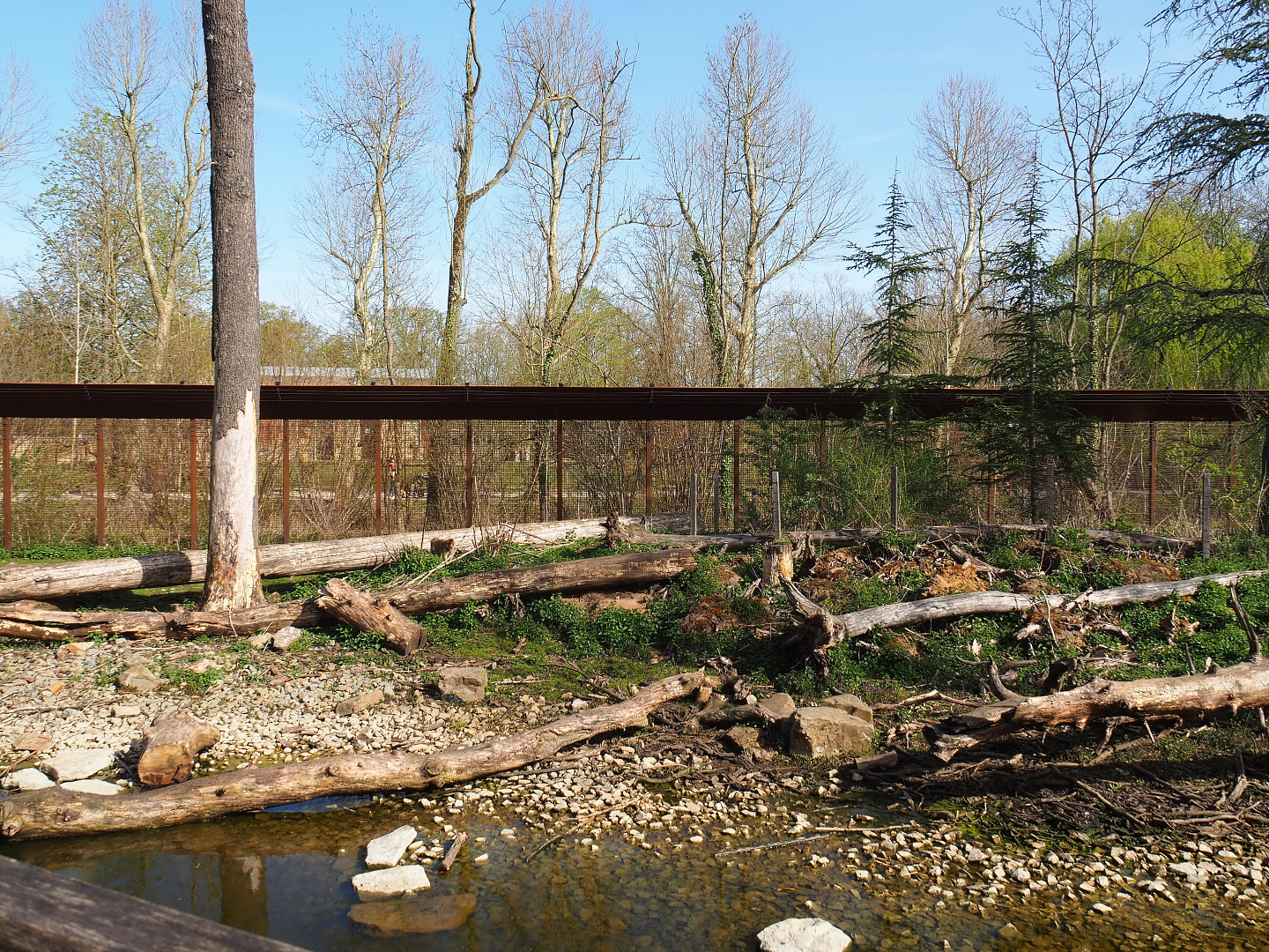 Barbary macaque exhibit, 2022-04-12