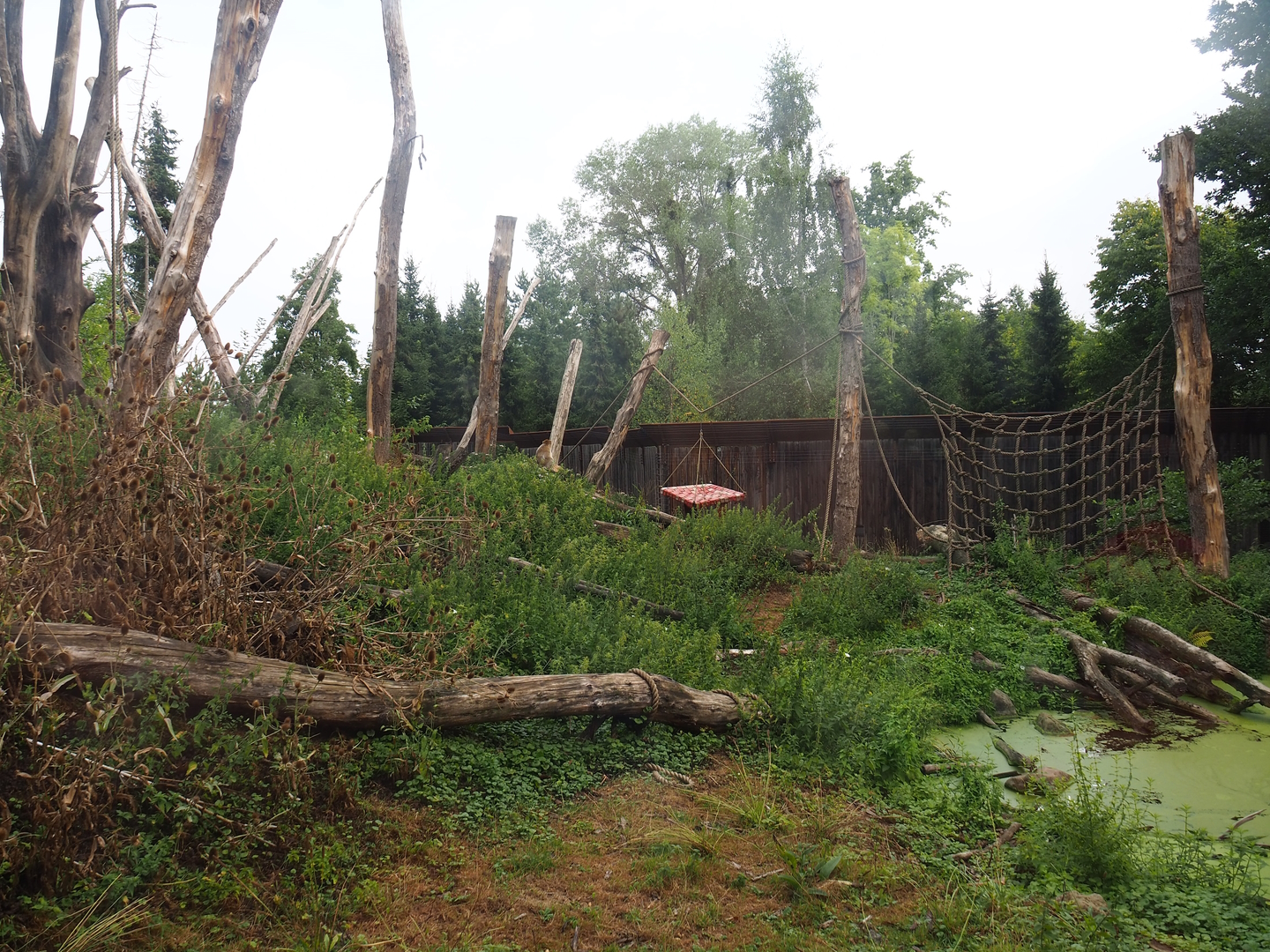 Barbary macaque exhibit, 2022-08-20