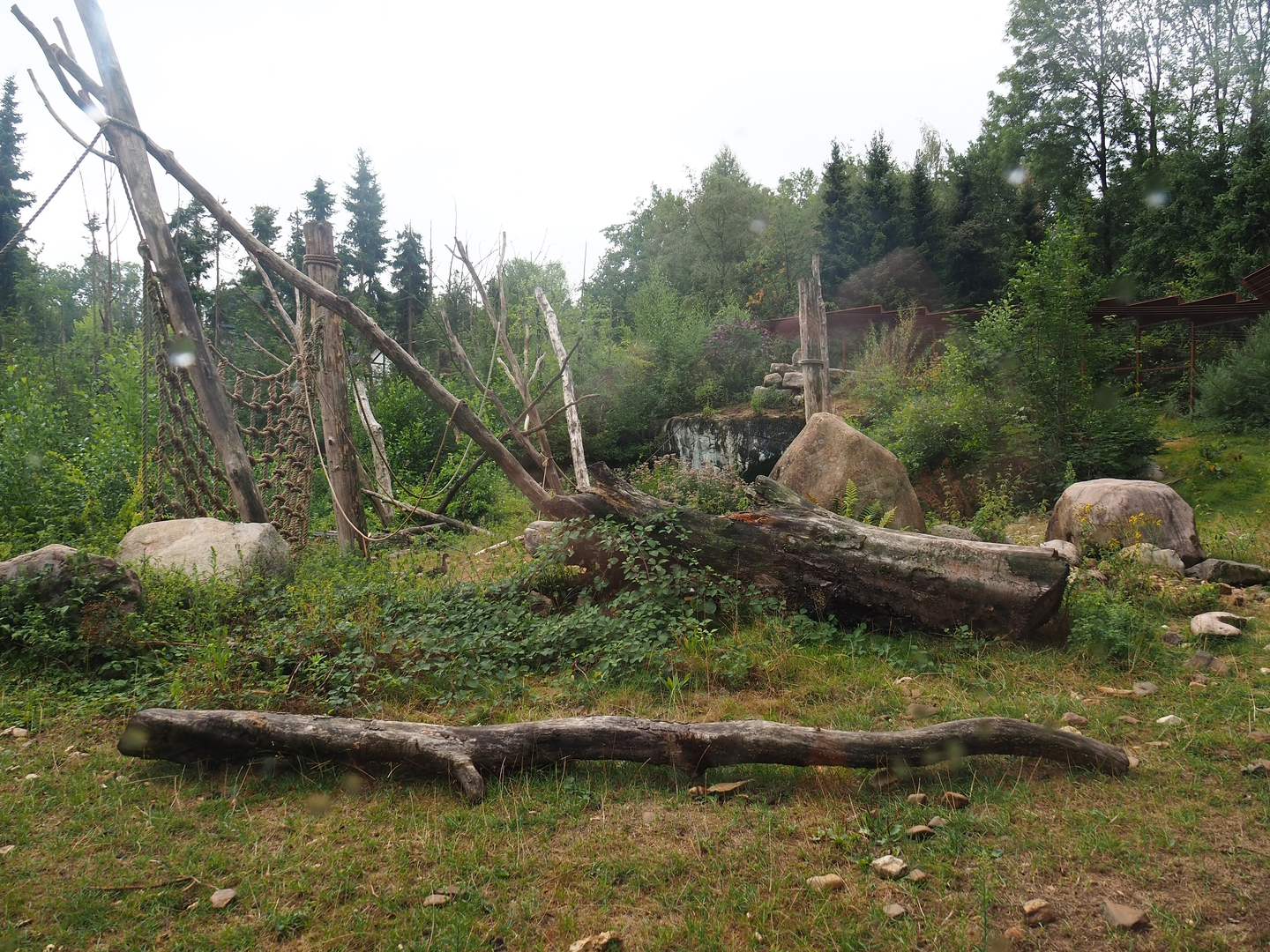 Barbary macaque exhibit, 2022-08-20