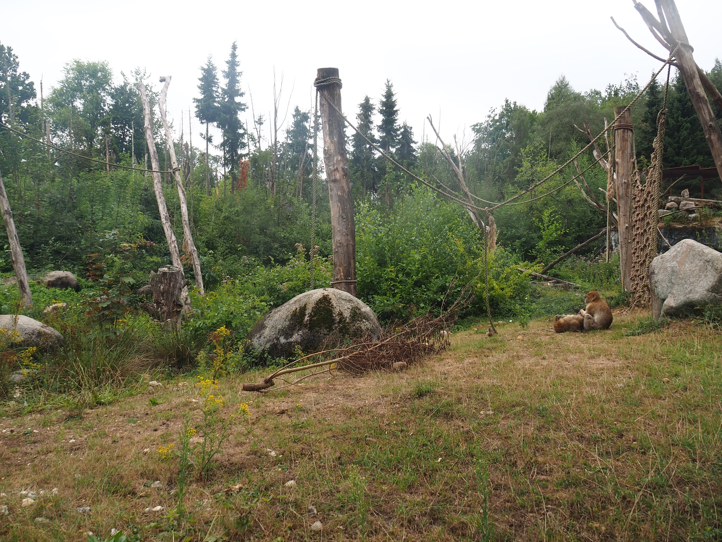 Barbary macaque exhibit, 2022-08-20