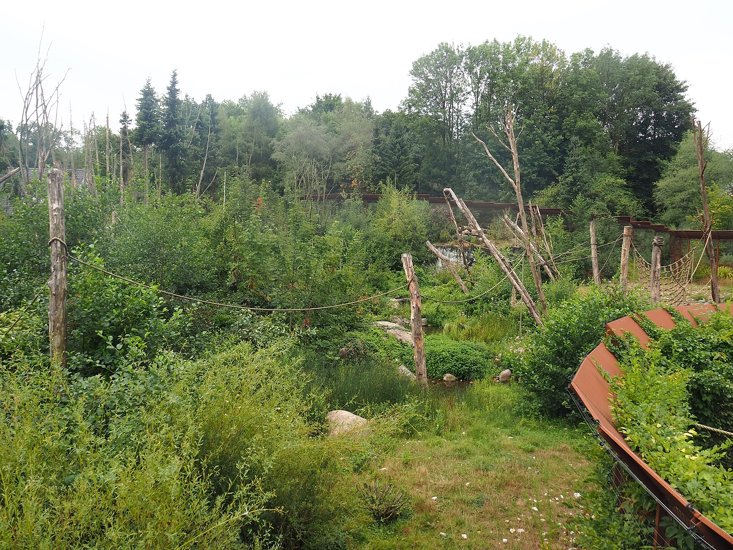 Barbary macaque exhibit, 2022-08-20