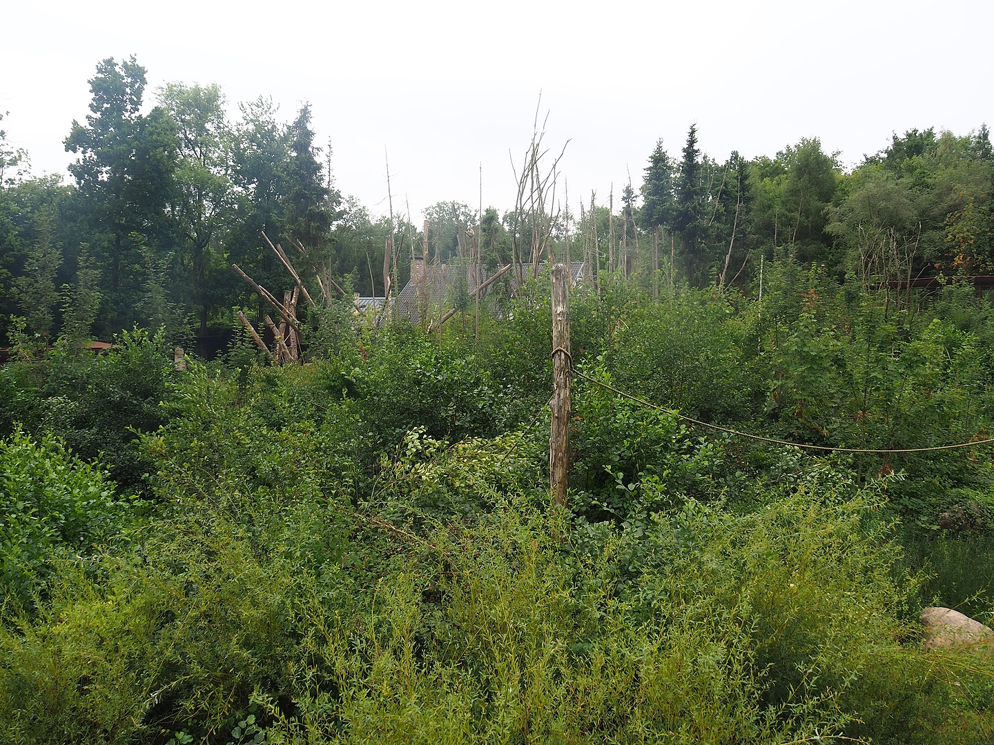 Barbary macaque exhibit, 2022-08-20