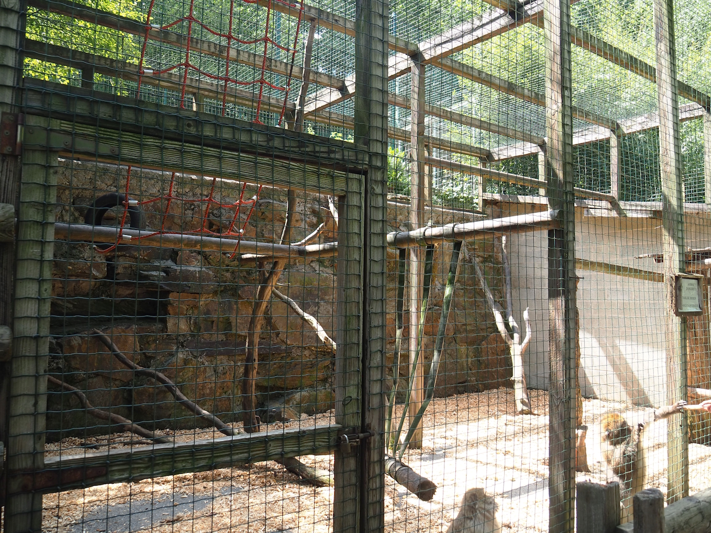 Barbary macaque exhibit, 2023-06-24