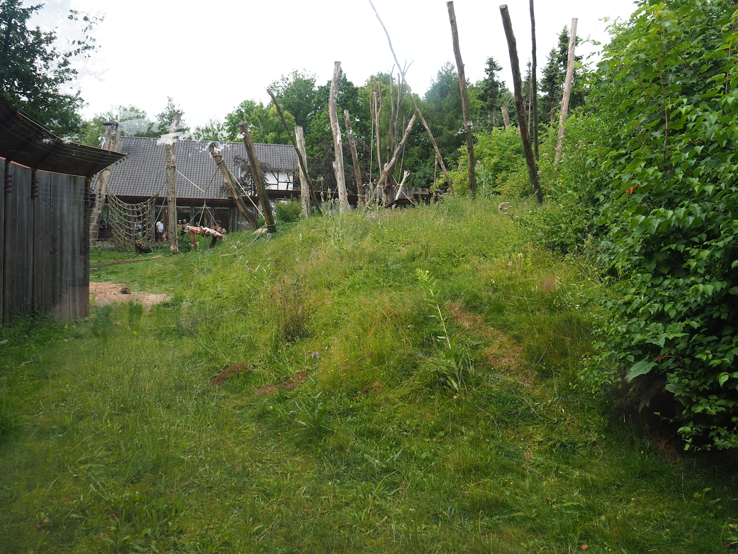 Barbary macaque exhibit, 2023-07-18