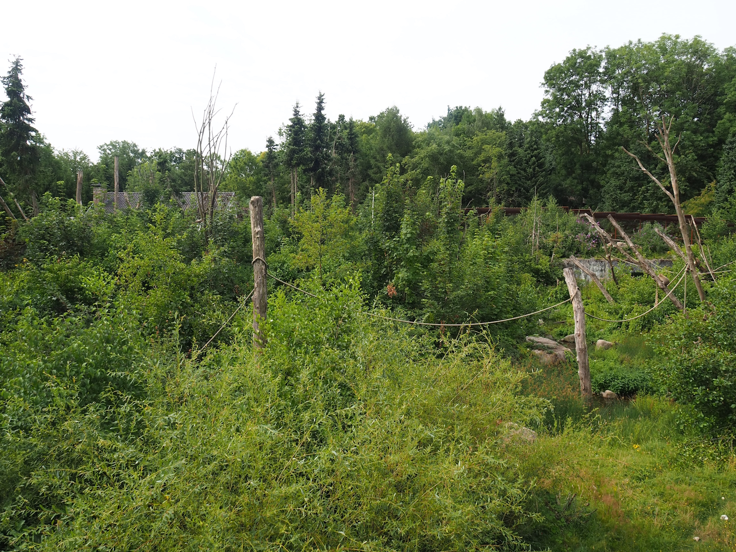 Barbary macaque exhibit, 2023-07-18