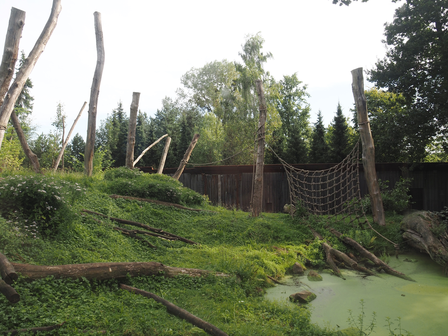 Barbary macaque exhibit, 2024-08-21