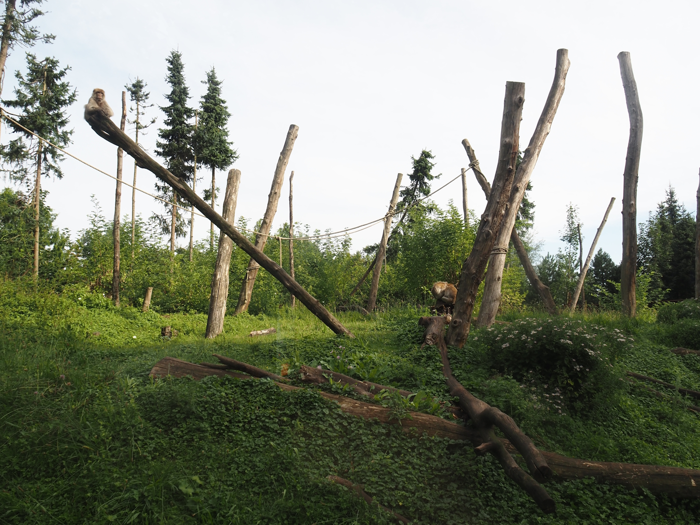 Barbary macaque exhibit, 2024-08-21