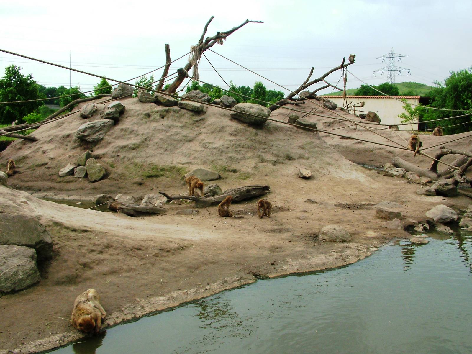 Barbary Macaque Exhibit at Dierenrijk, 31/05/12