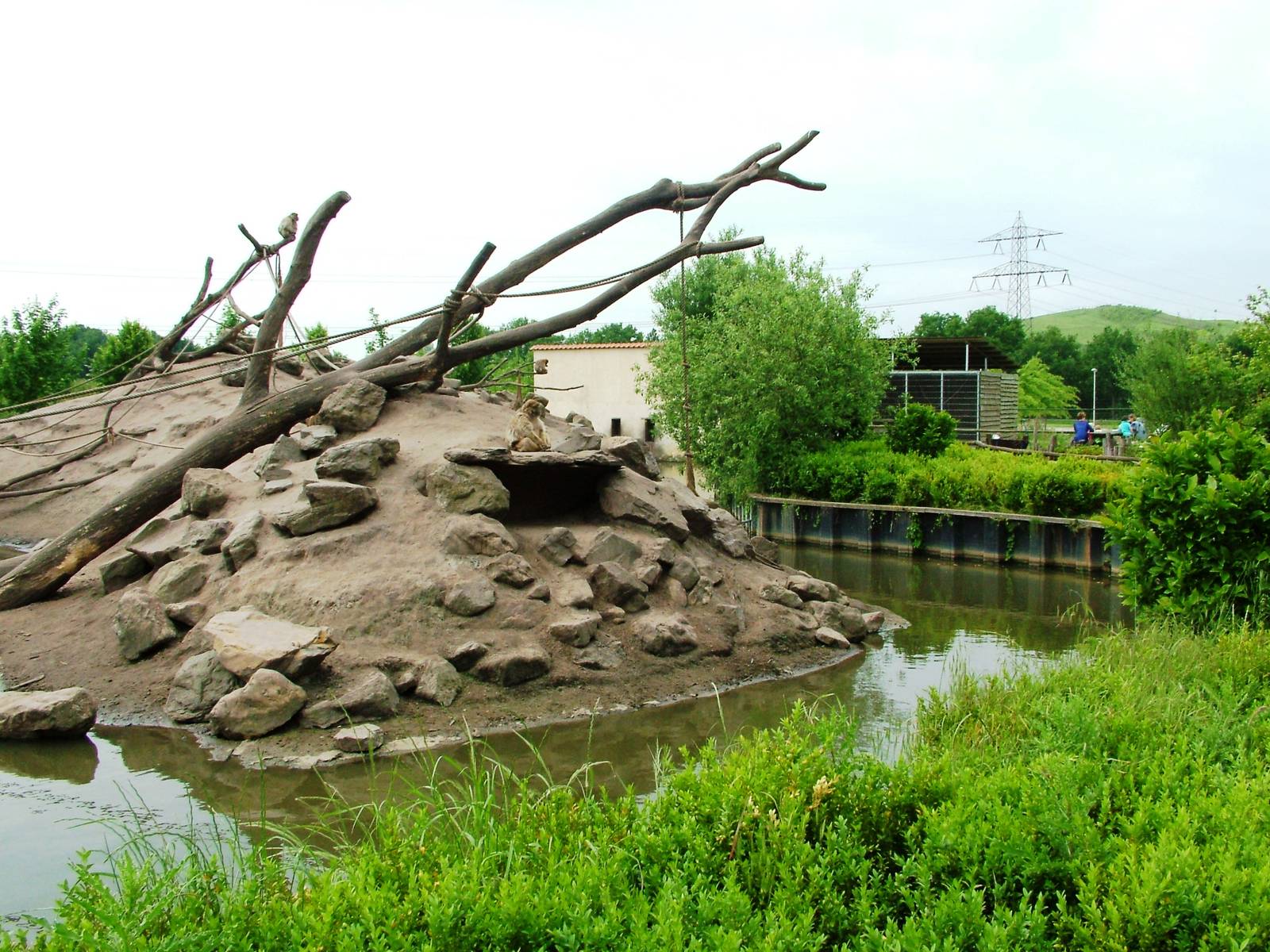 Barbary Macaque Exhibit at Dierenrijk, 31/05/12
