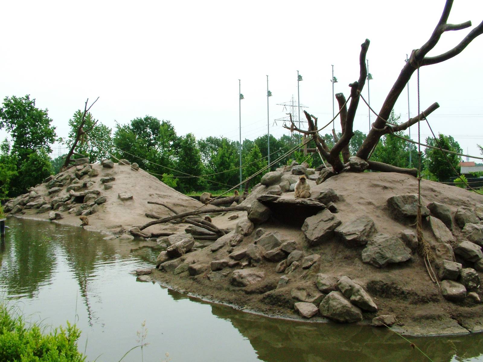 Barbary Macaque Exhibit at Dierenrijk, 31/05/12