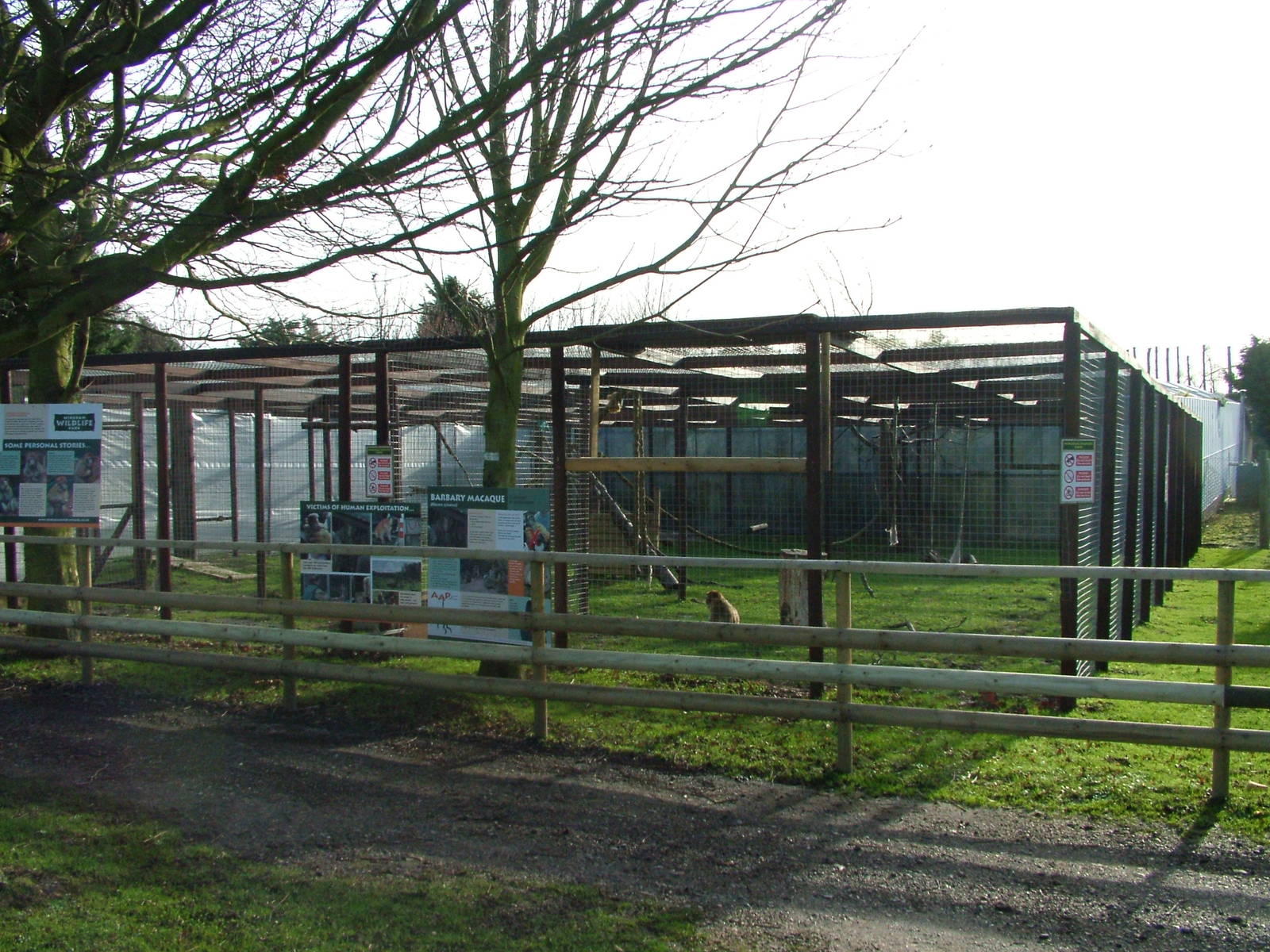 Barbary Macaque exhibit at Wingham 28/11/09