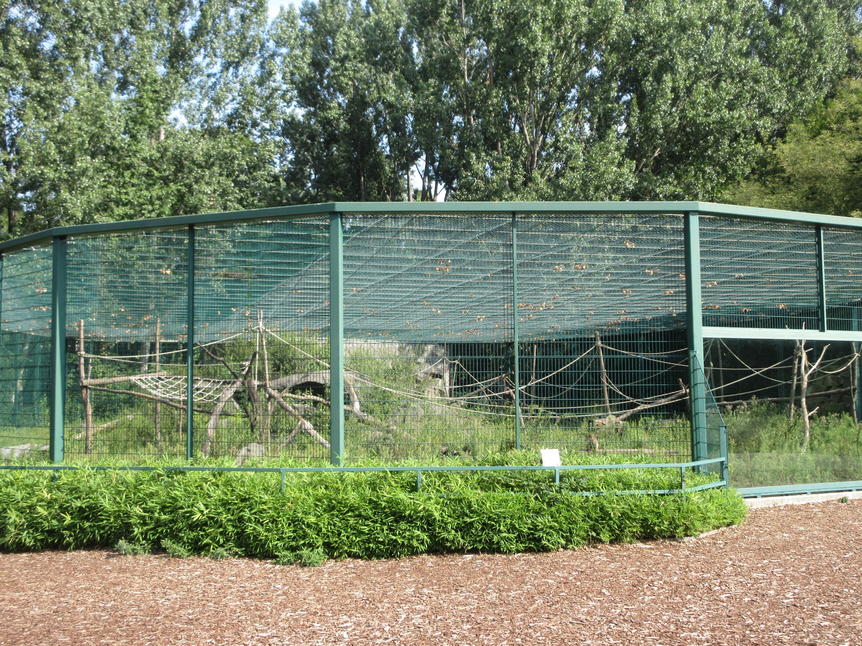 Barbary Macaque Exhibit (bachelor group)