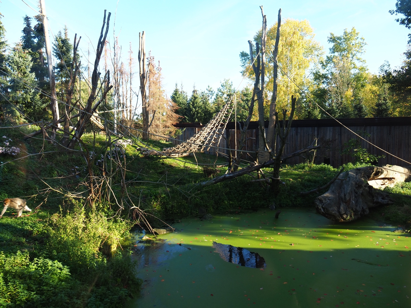Barbary macaque exhibit (Oct 13th, 2018)