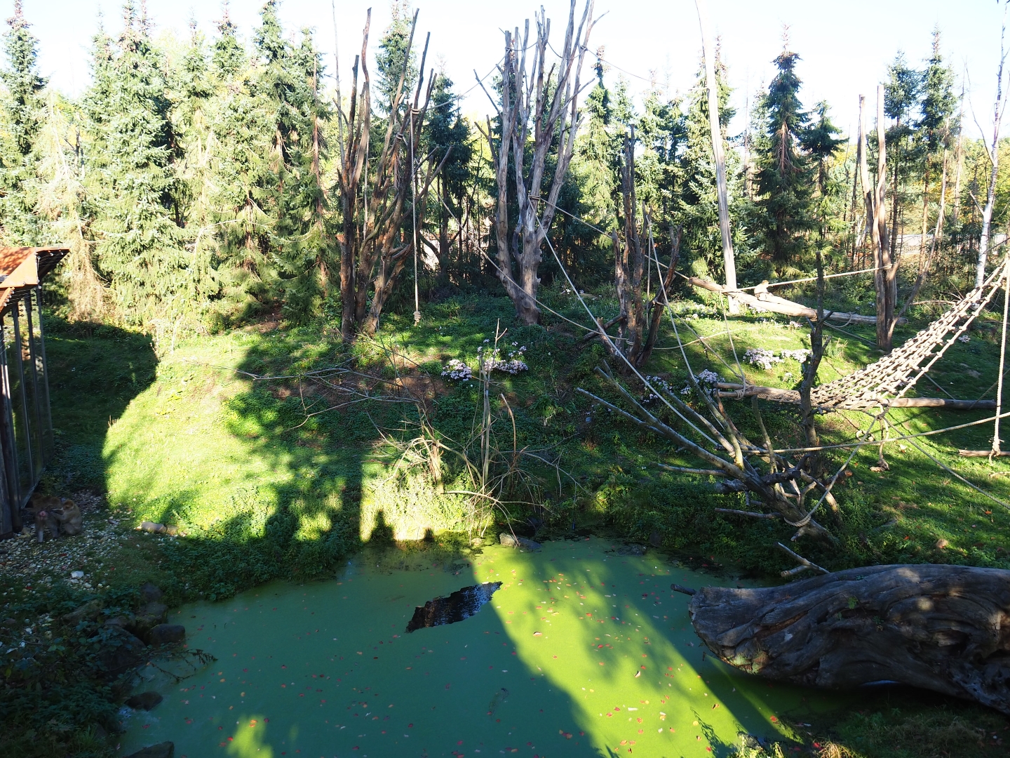 Barbary macaque exhibit (Oct 13th, 2018)