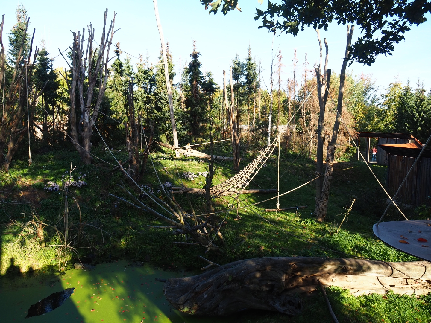 Barbary macaque exhibit (Oct 13th, 2018)