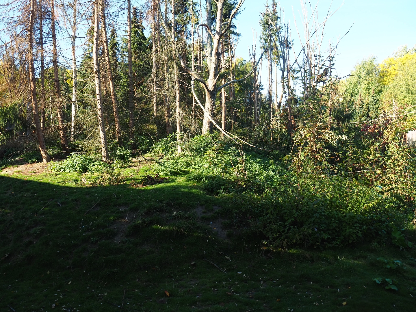 Barbary macaque exhibit (Oct 13th, 2018)