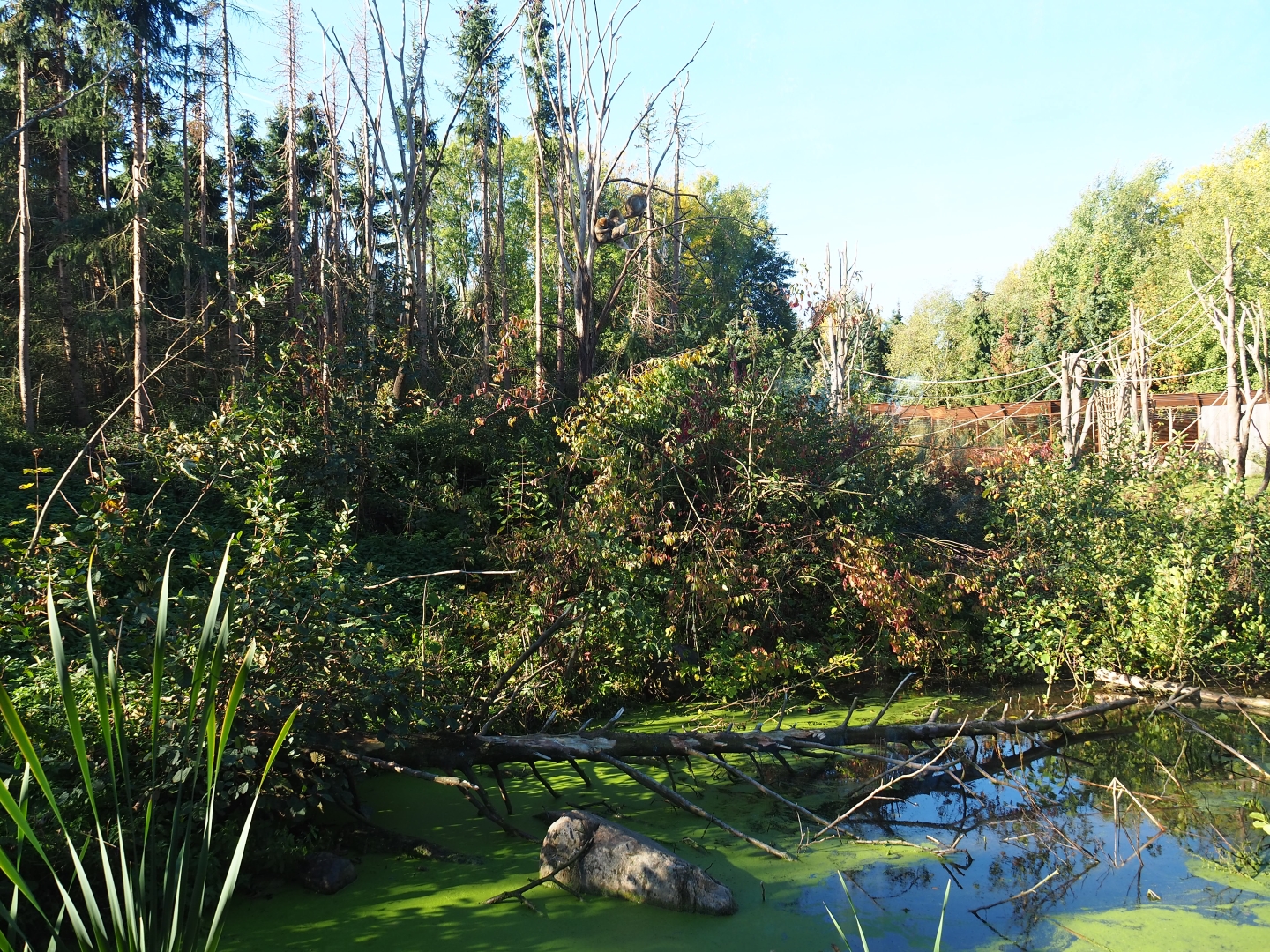 Barbary macaque exhibit (Oct 13th, 2018)