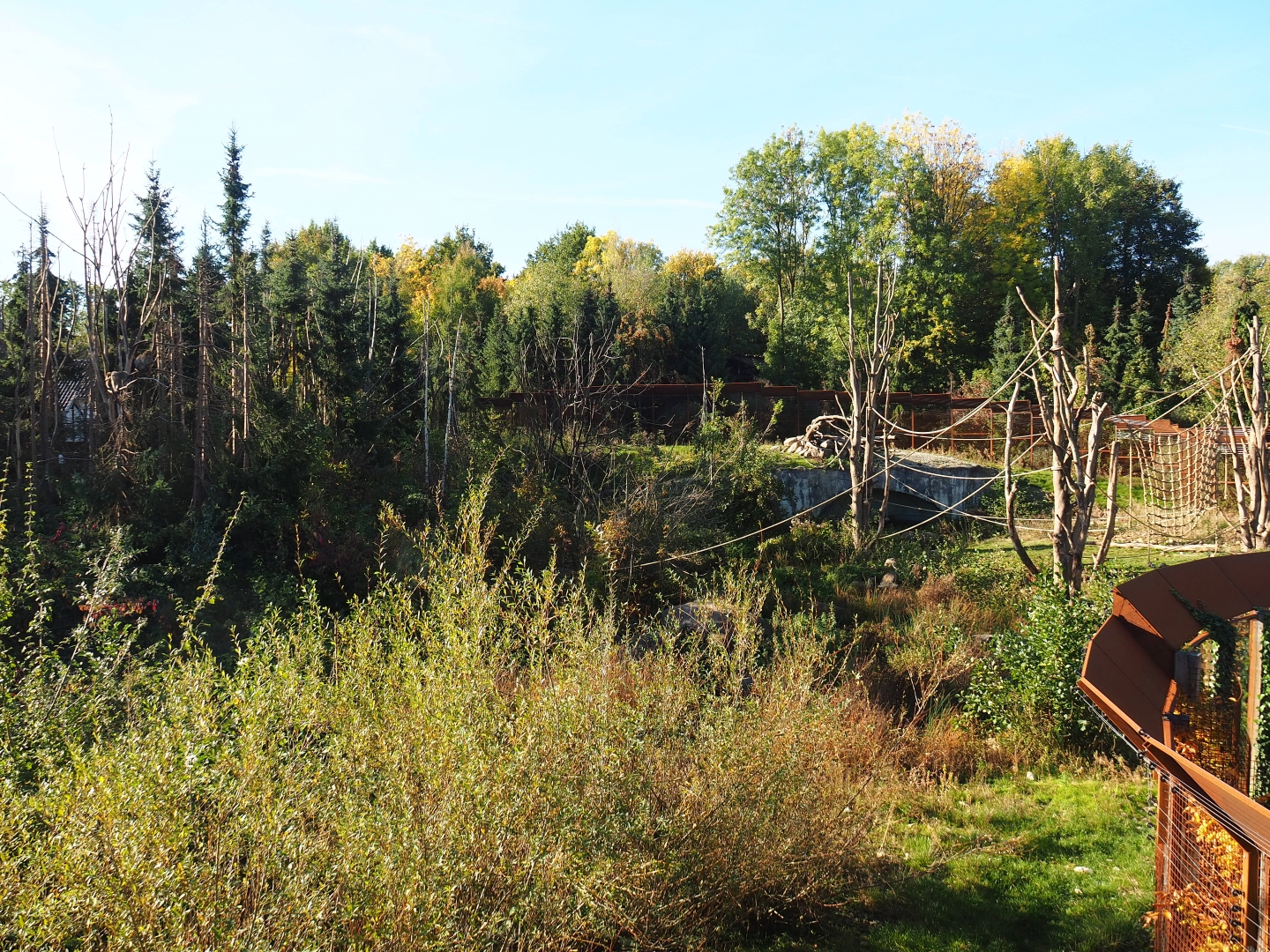 Barbary macaque exhibit (Oct 13th, 2018)
