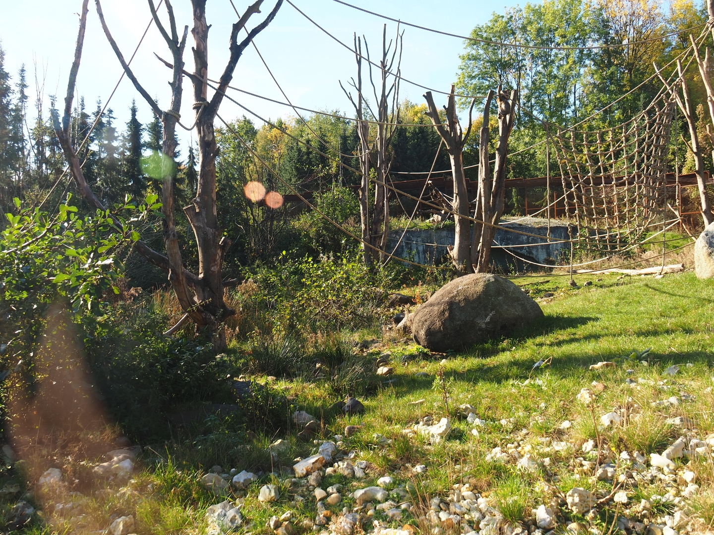 Barbary macaque exhibit (Oct 13th, 2018)