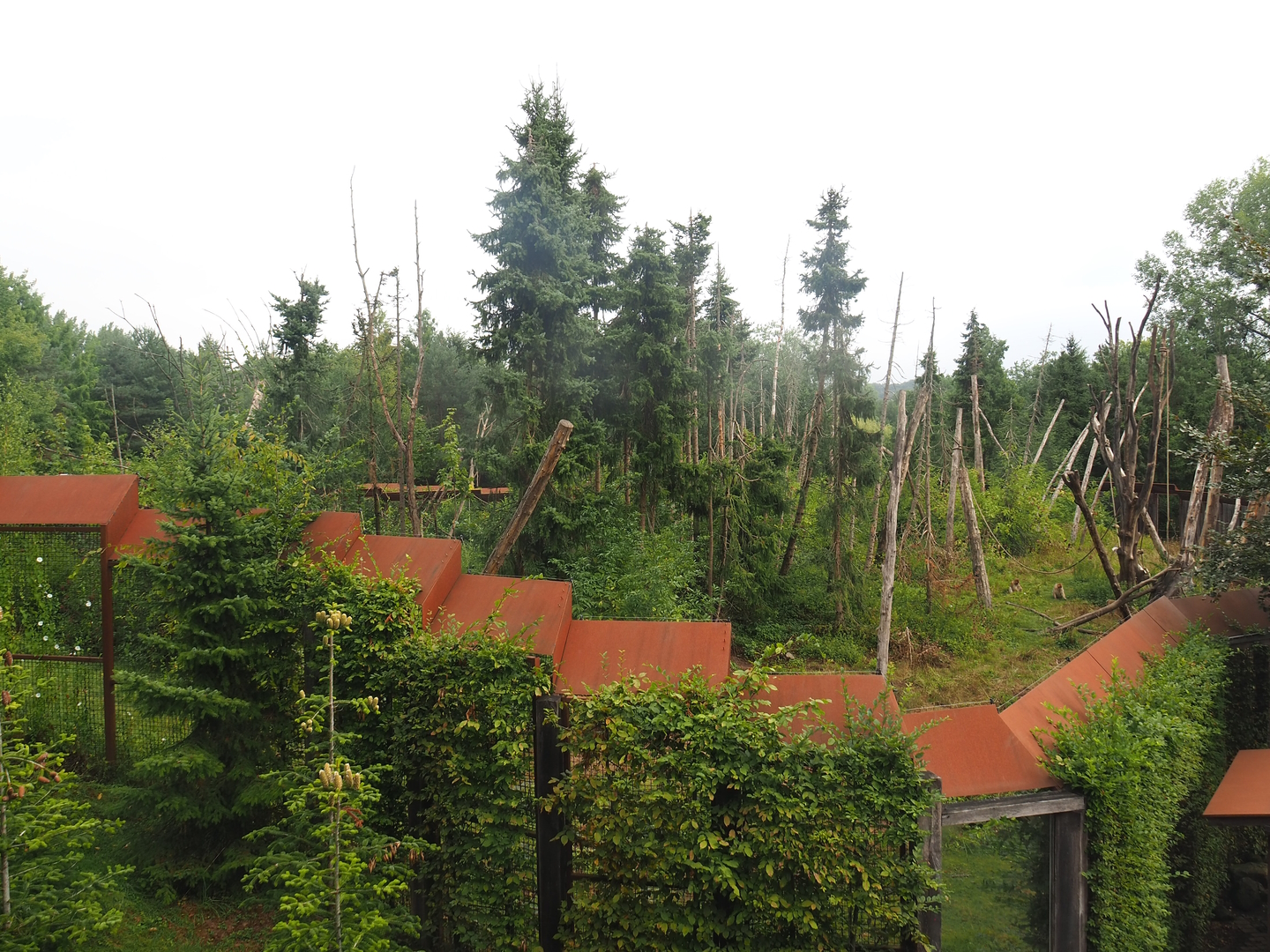 Barbary macaque exhibit seen from the walkway above the now former gift shop, 2022-08-20