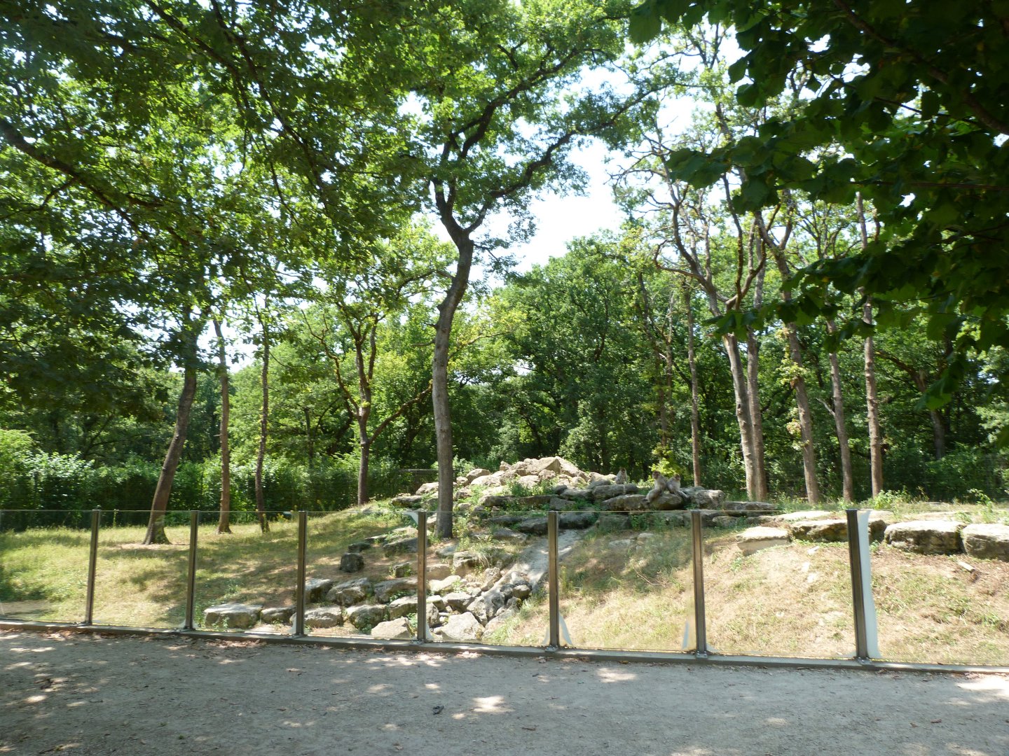 Barbary macaque exhibit -Zoodyssée (2025)