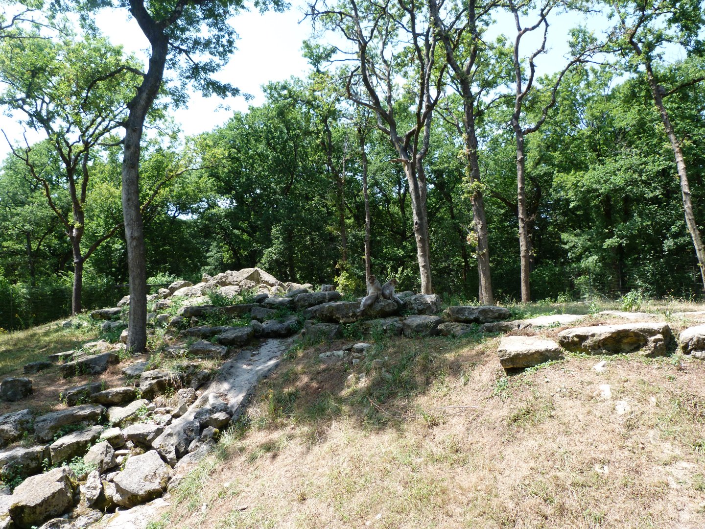 Barbary macaque exhibit -Zoodyssée (2025)