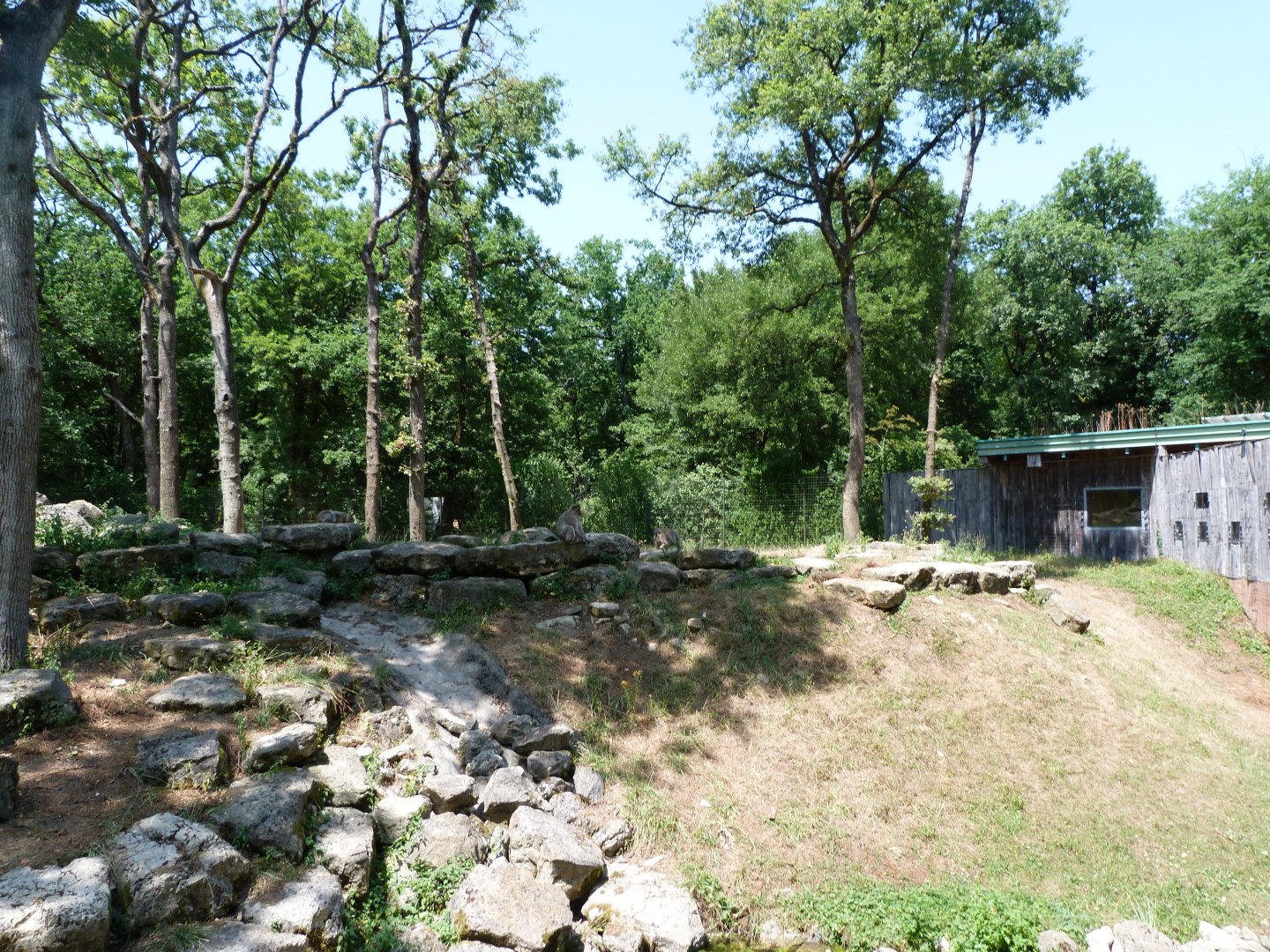 Barbary macaque exhibit -Zoodyssée (2025)