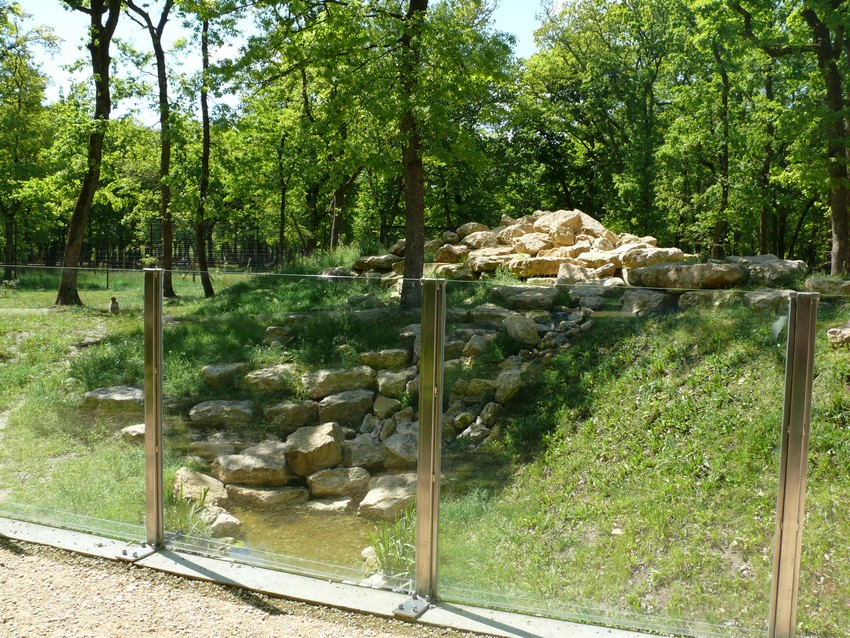 Barbary macaque exhibit