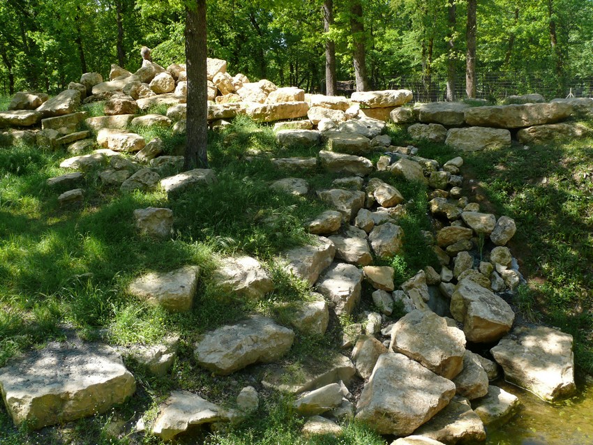 Barbary macaque exhibit