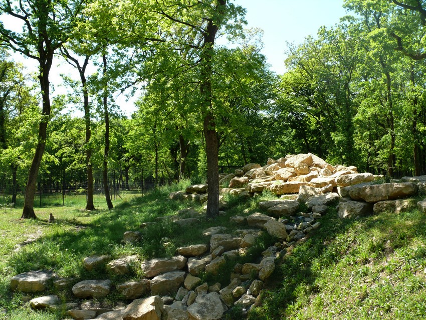 Barbary macaque exhibit