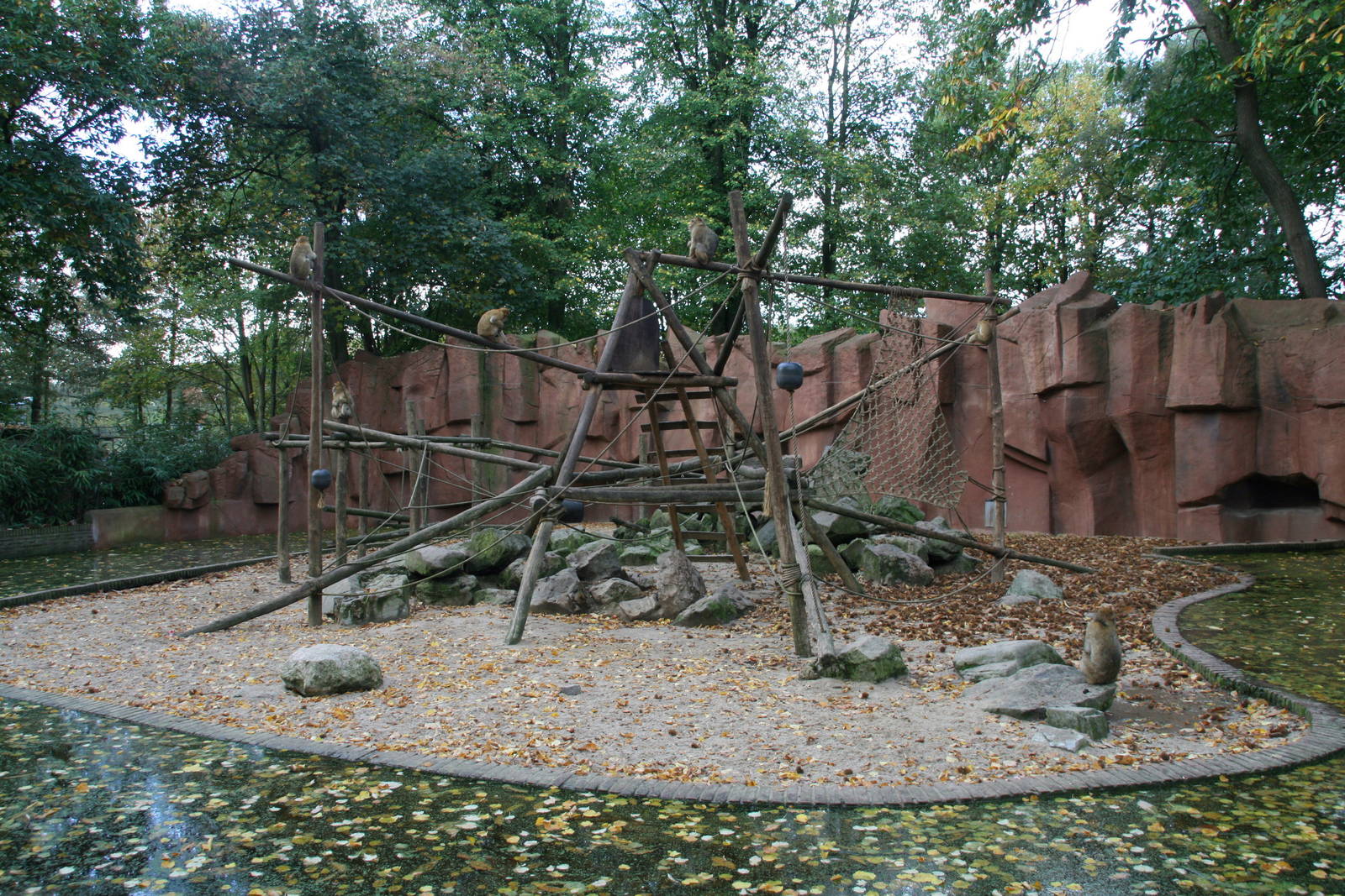 Barbary macaque exhibit