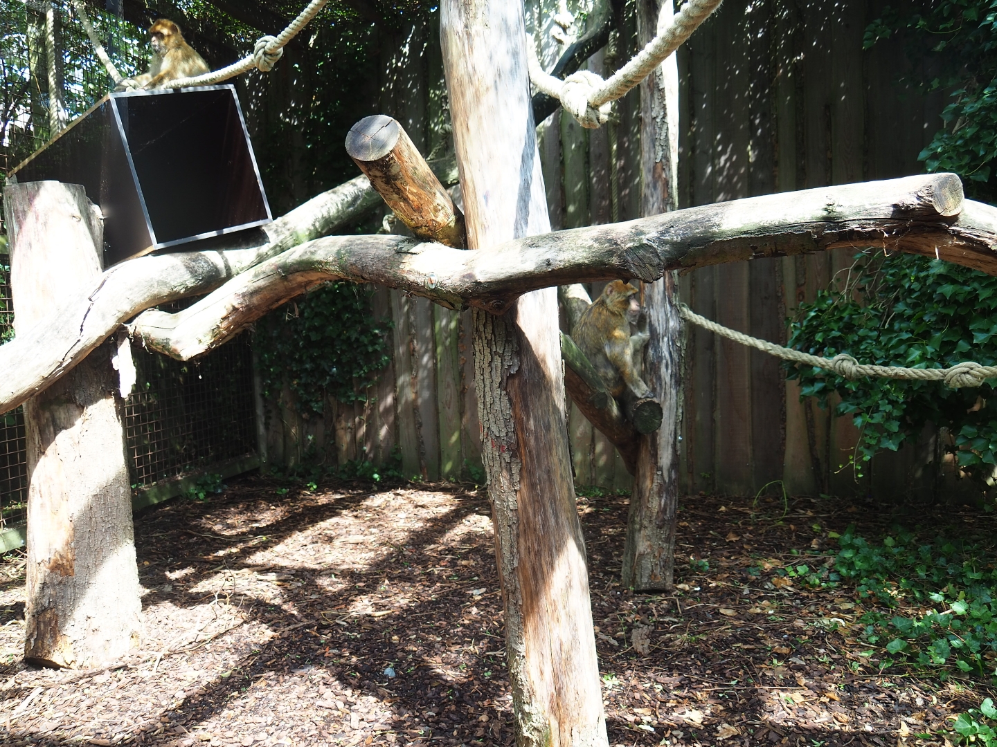 Barbary macaque exhibit