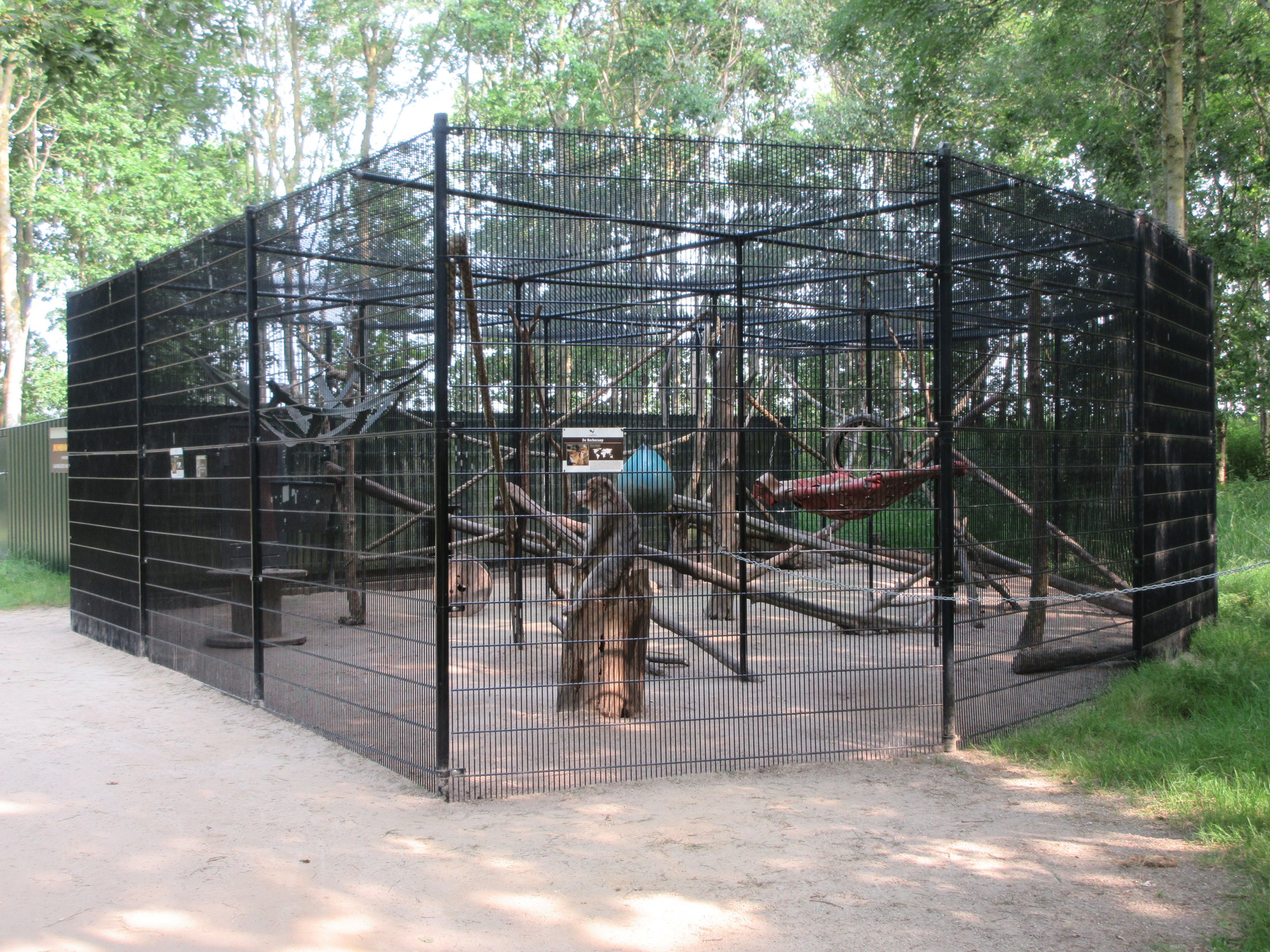 Barbary Macaque Exhibit