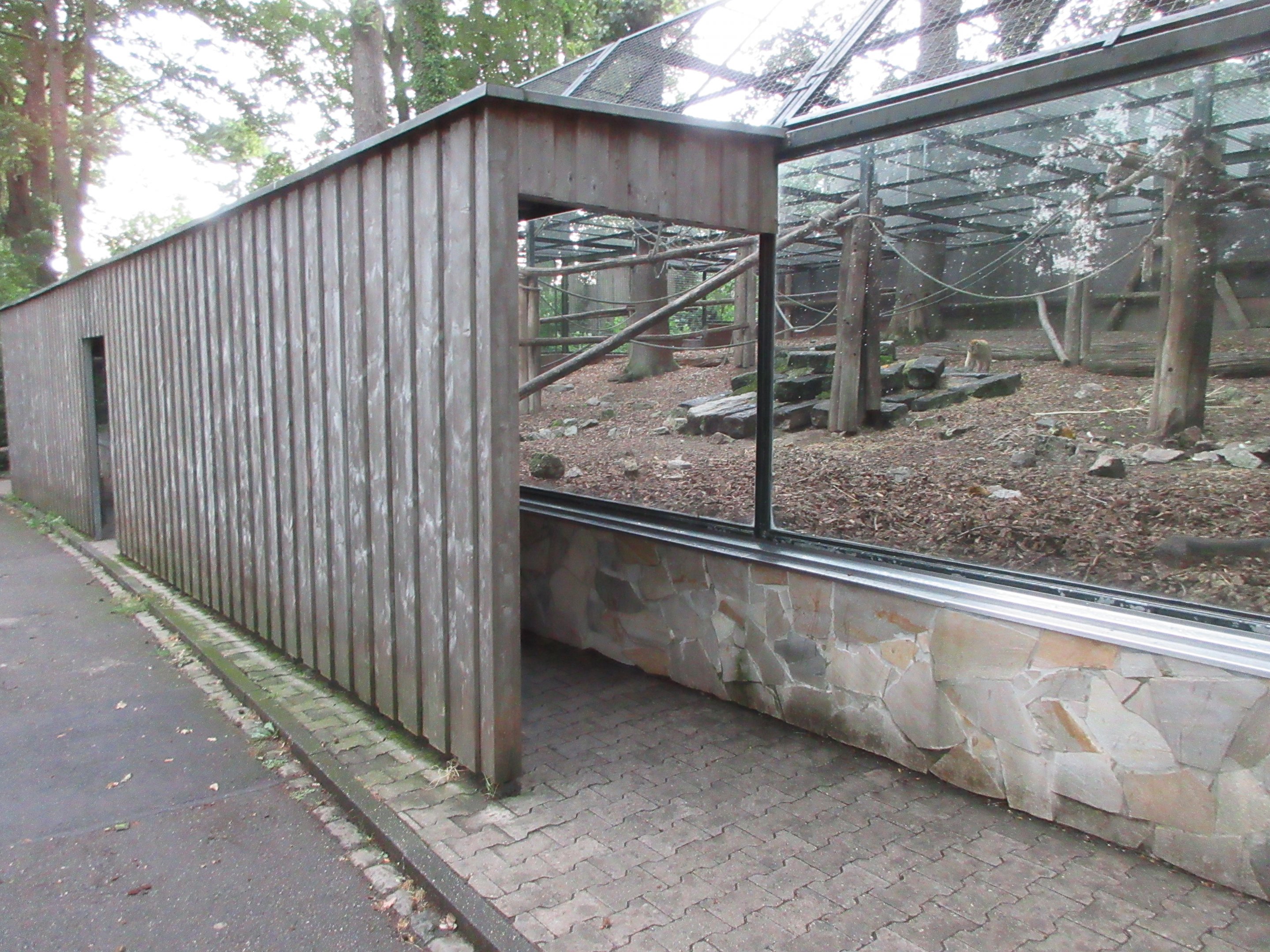 Barbary Macaque Exhibit