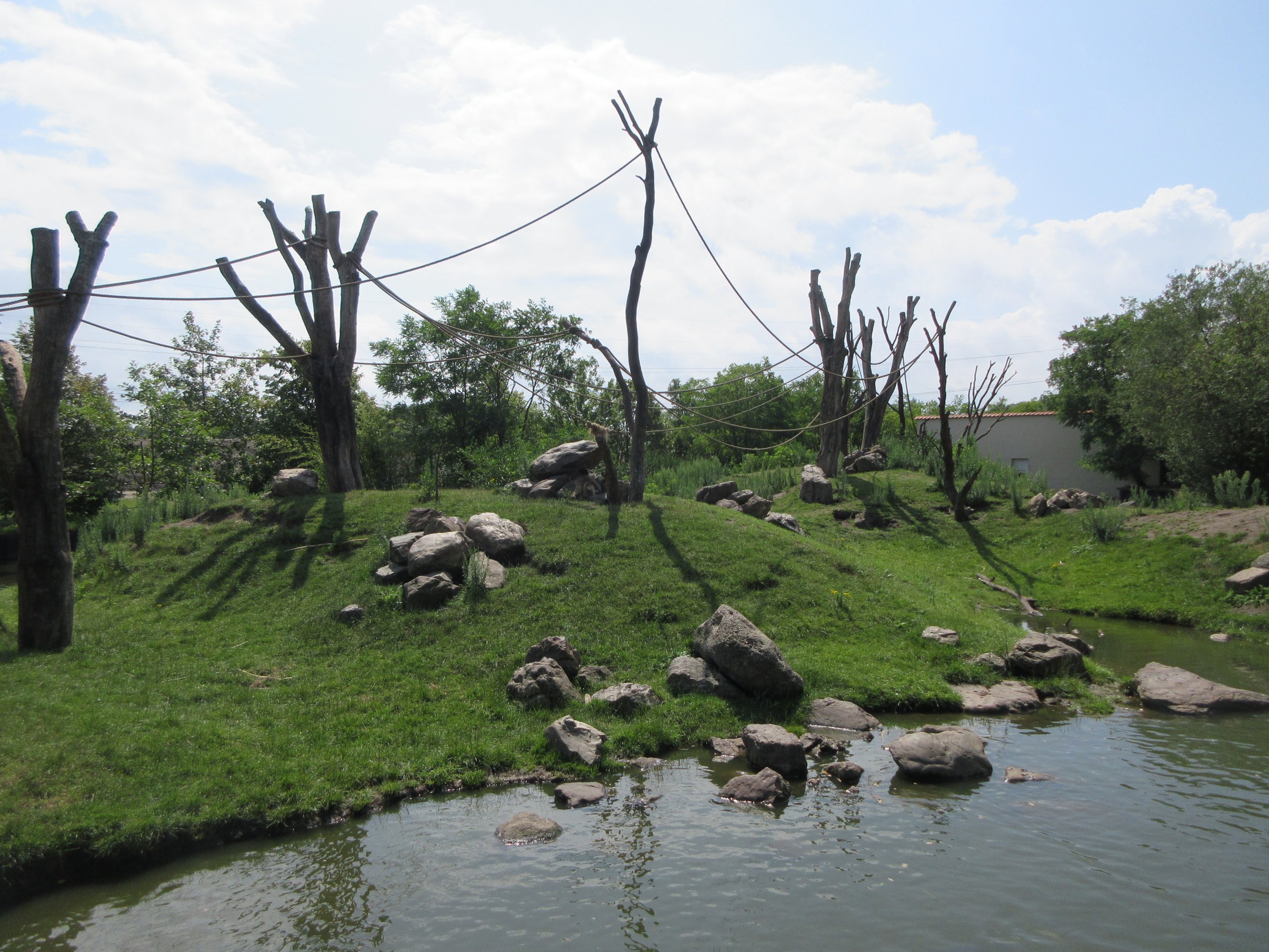 Barbary Macaque Exhibit