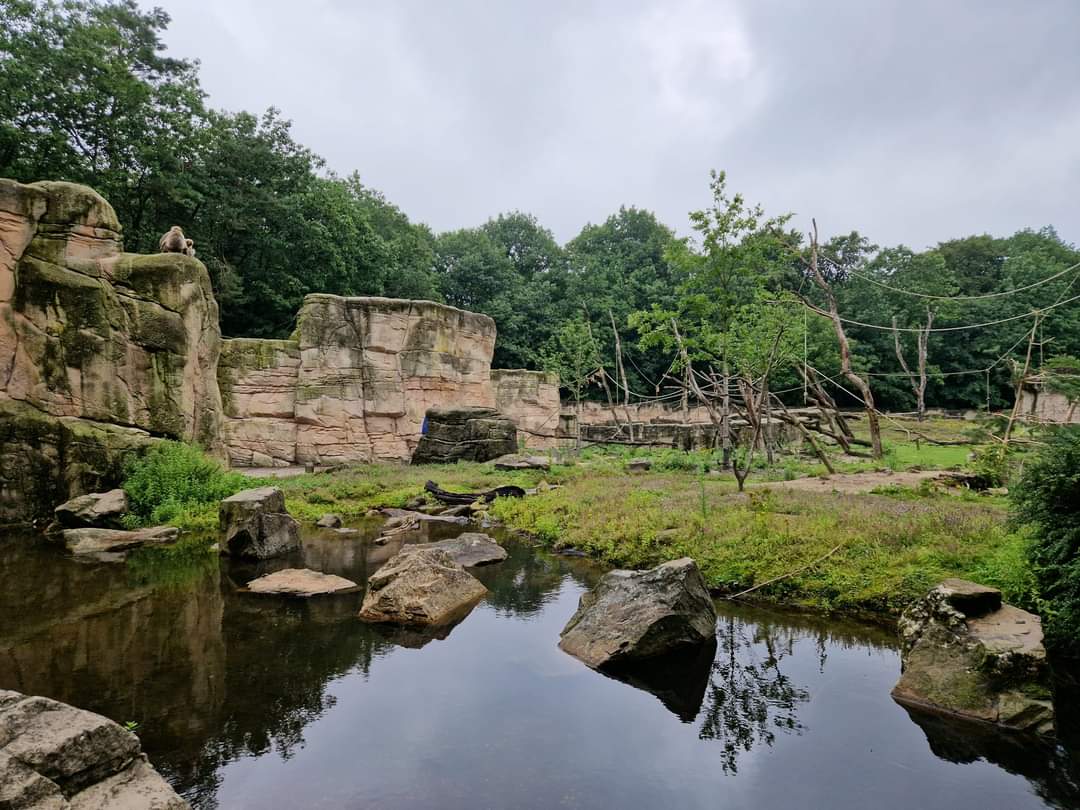 Barbary Macaque Exhibit