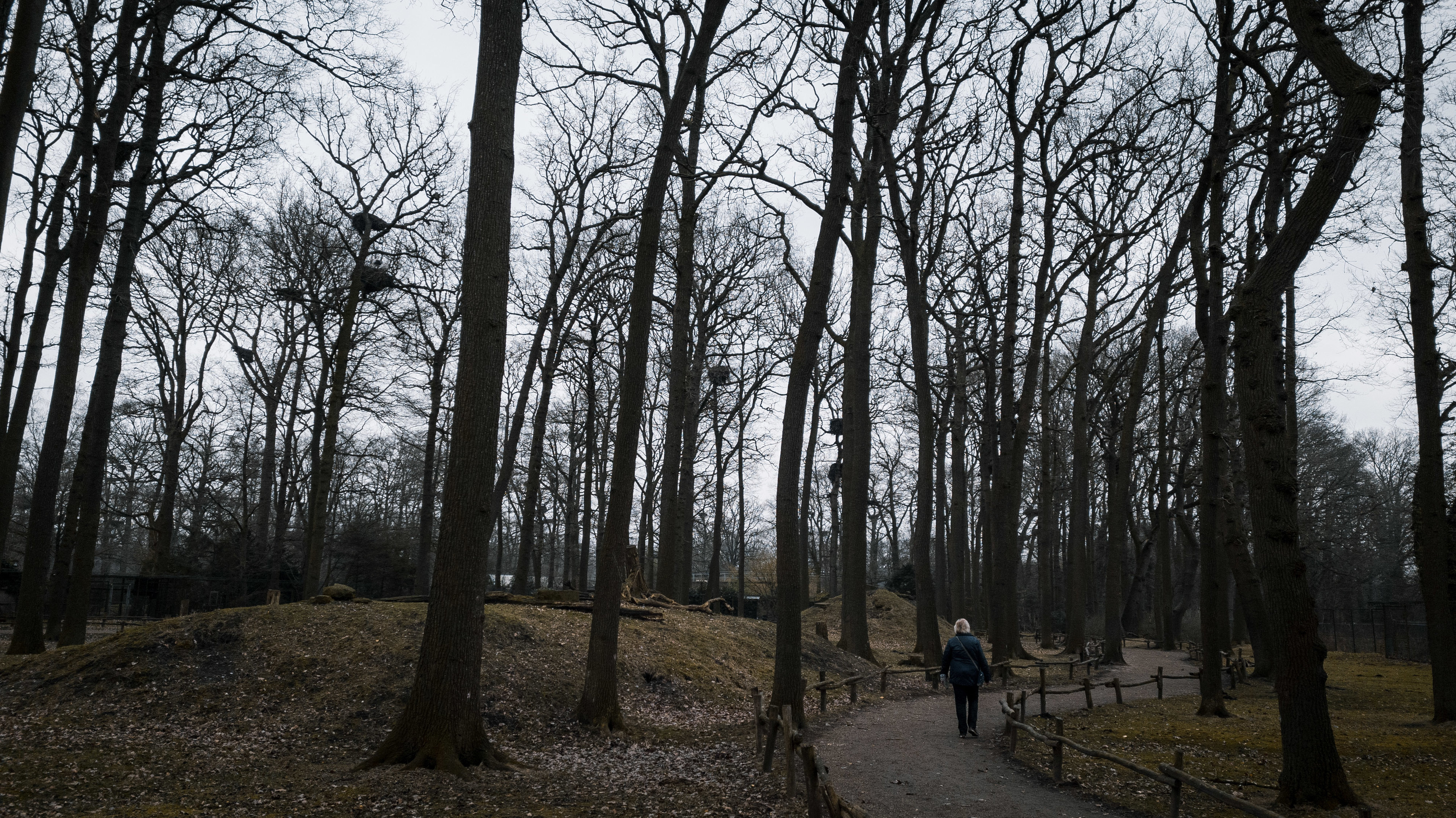 Barbary Macaque forest