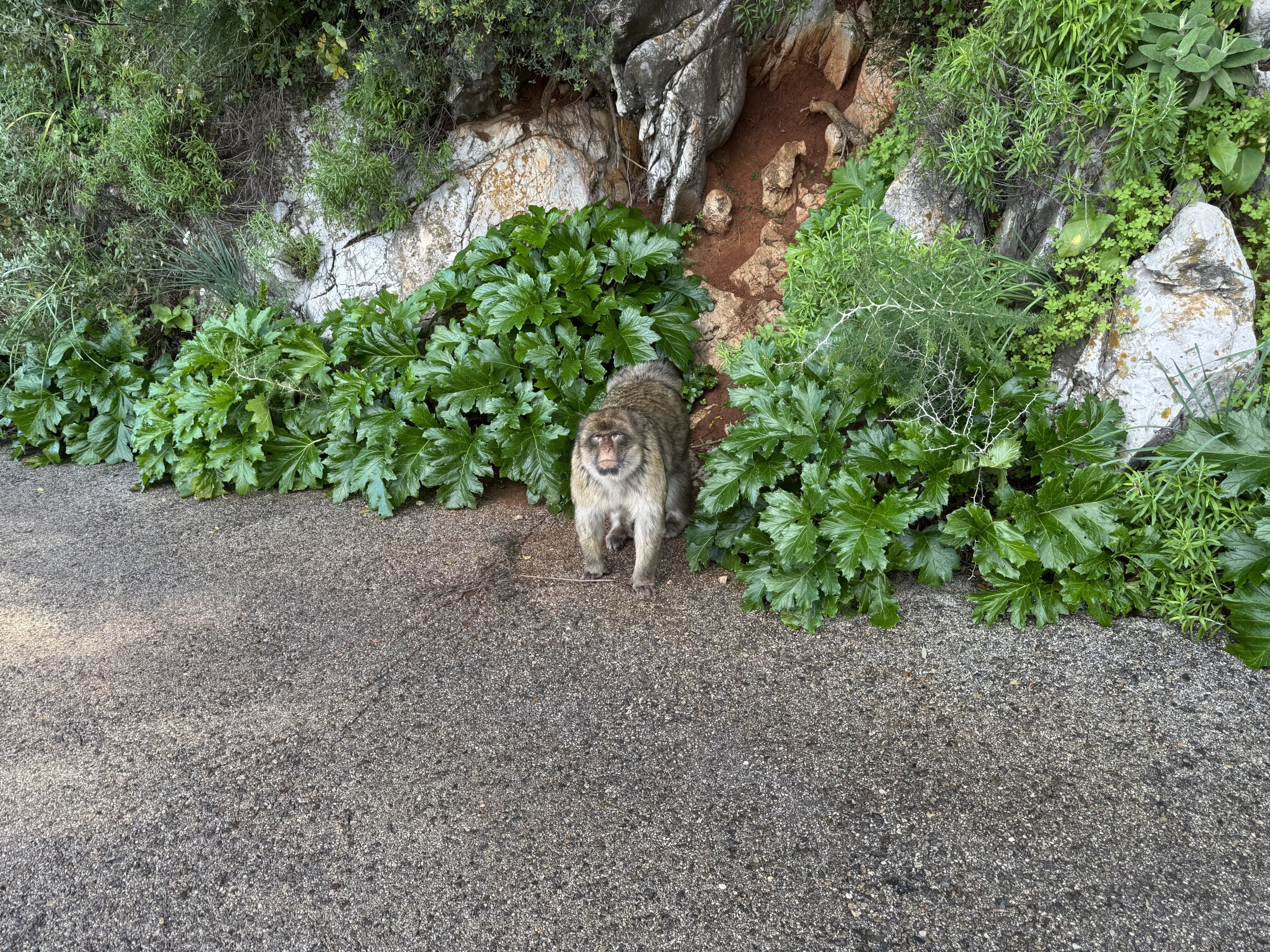 Barbary macaque - Gibraltar