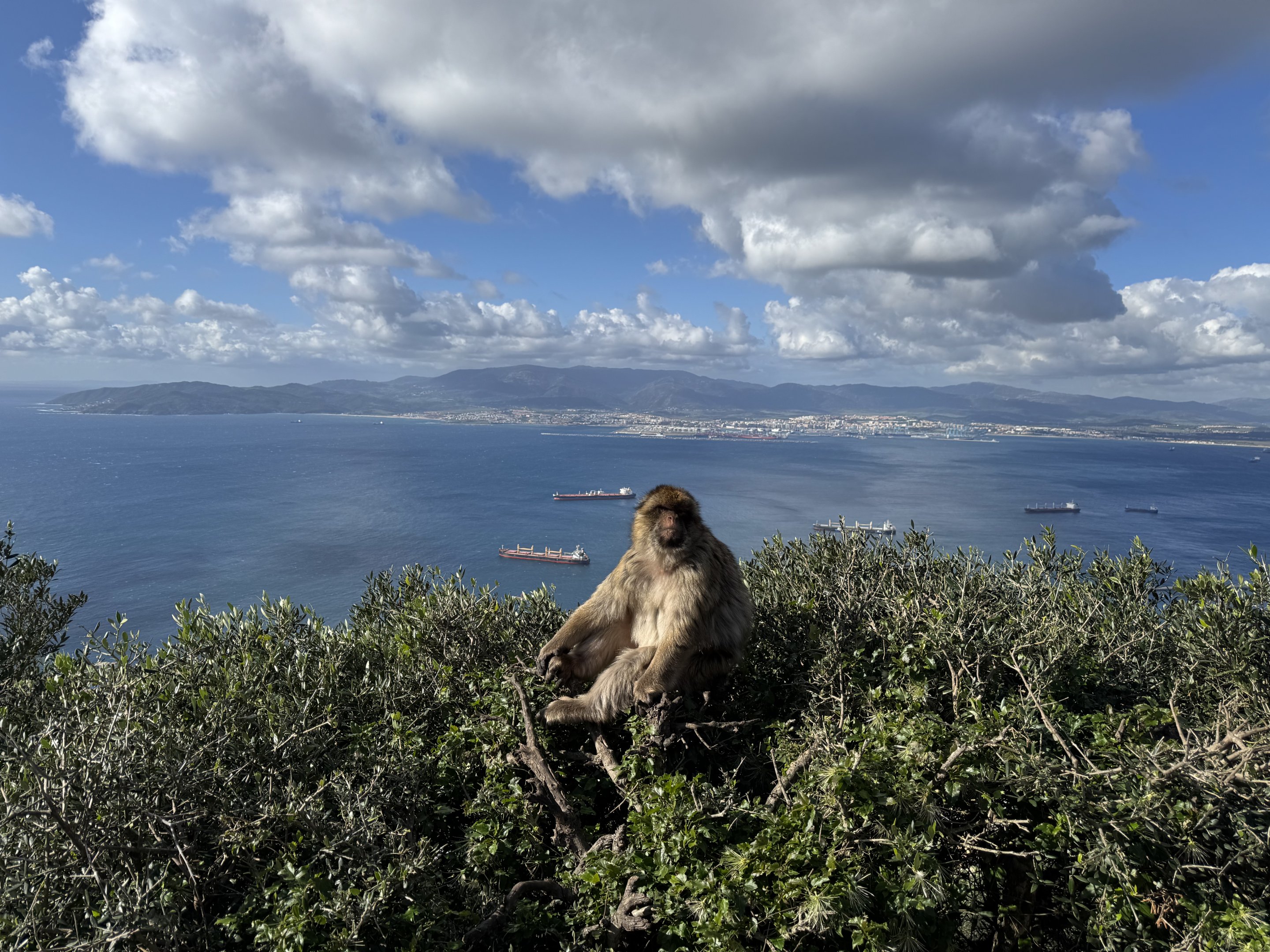 Barbary macaque - Gibraltar