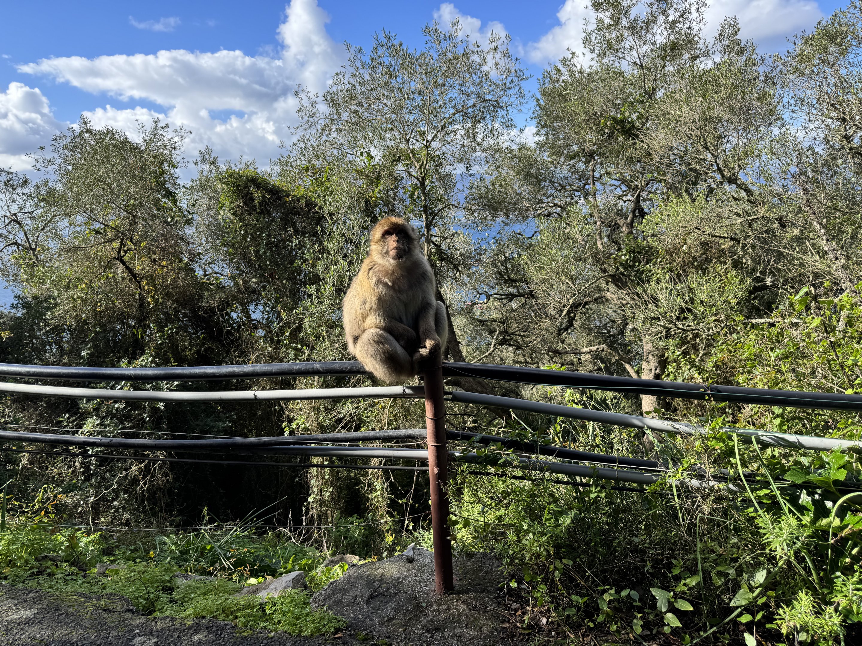 Barbary macaque - Gibraltar