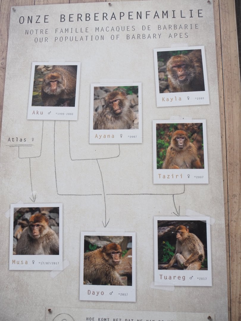 Barbary macaque group at Planckendael signage, 2021-12-07