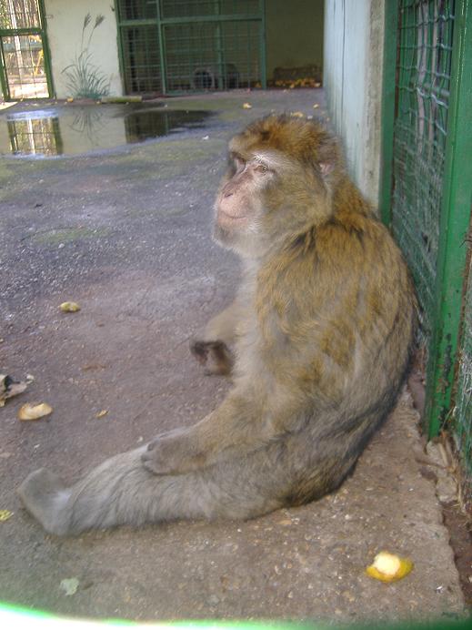 Barbary Macaque Guadalajara