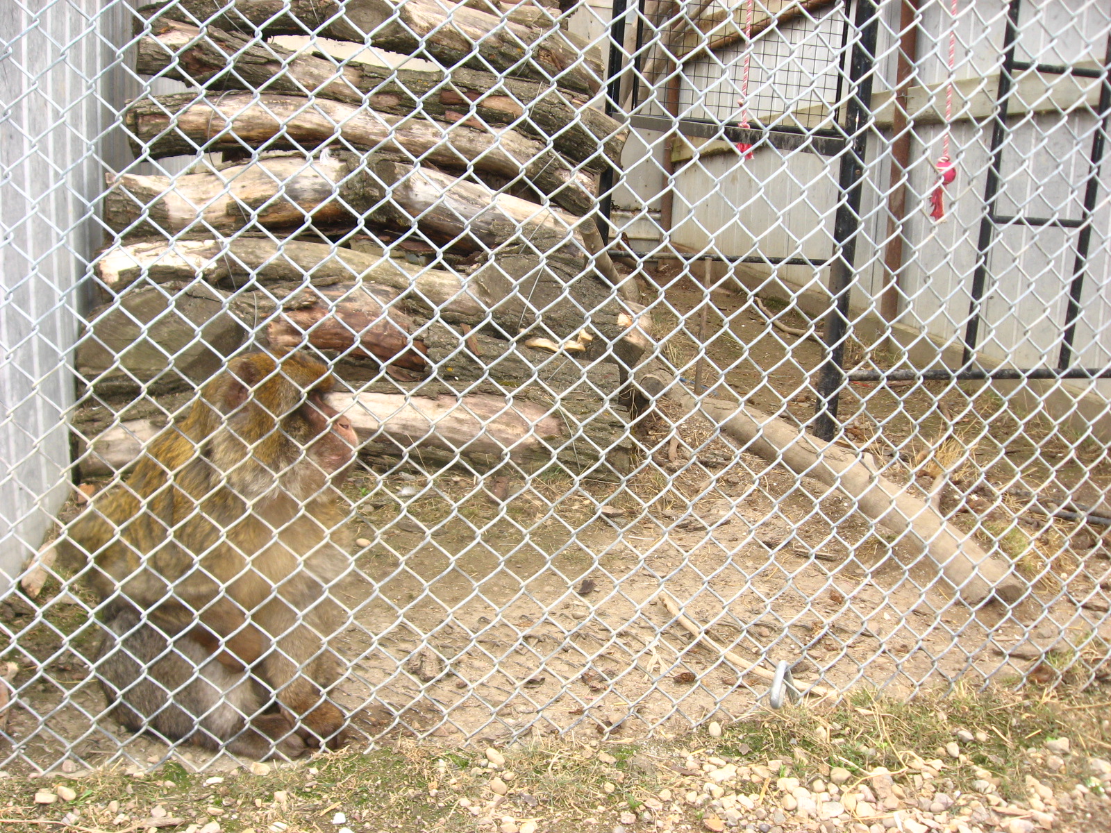 Barbary Macaque - Guzoo