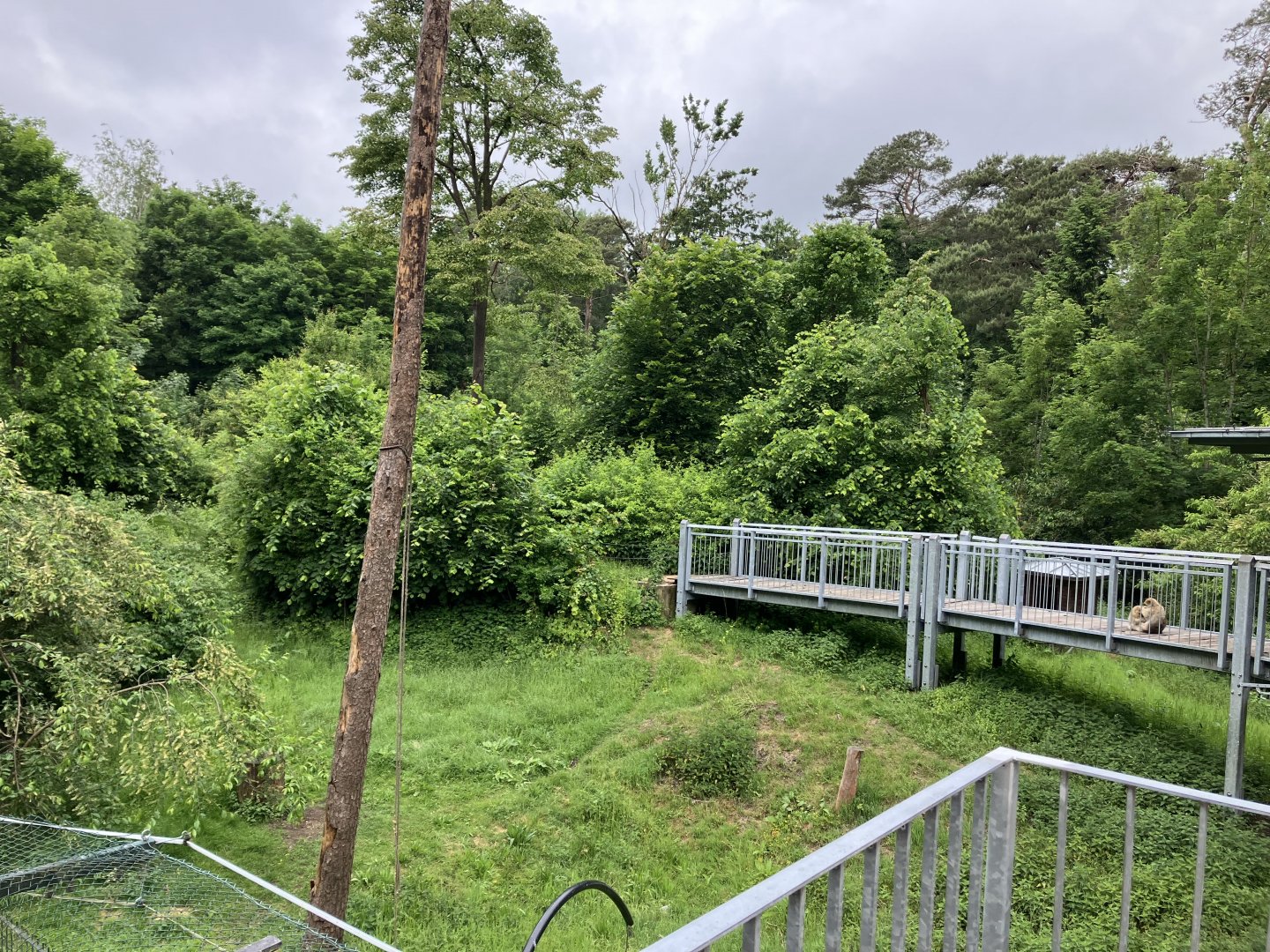 Barbary macaque habitat