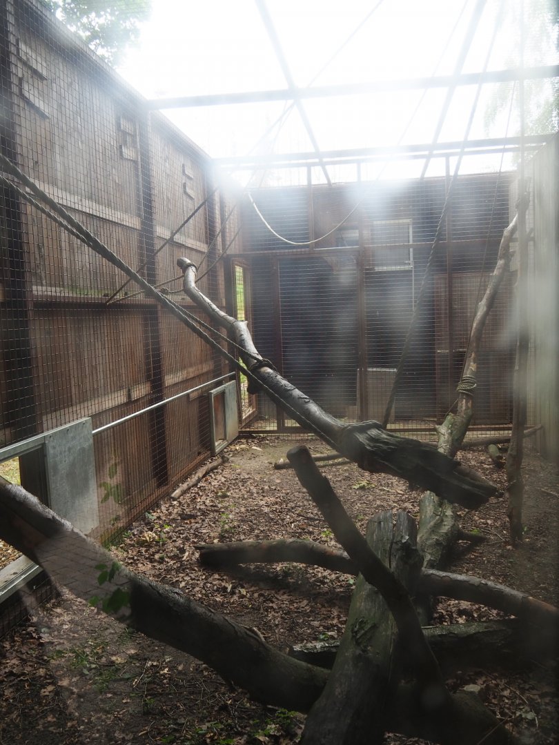 Barbary macaque holding, 2019-07-21