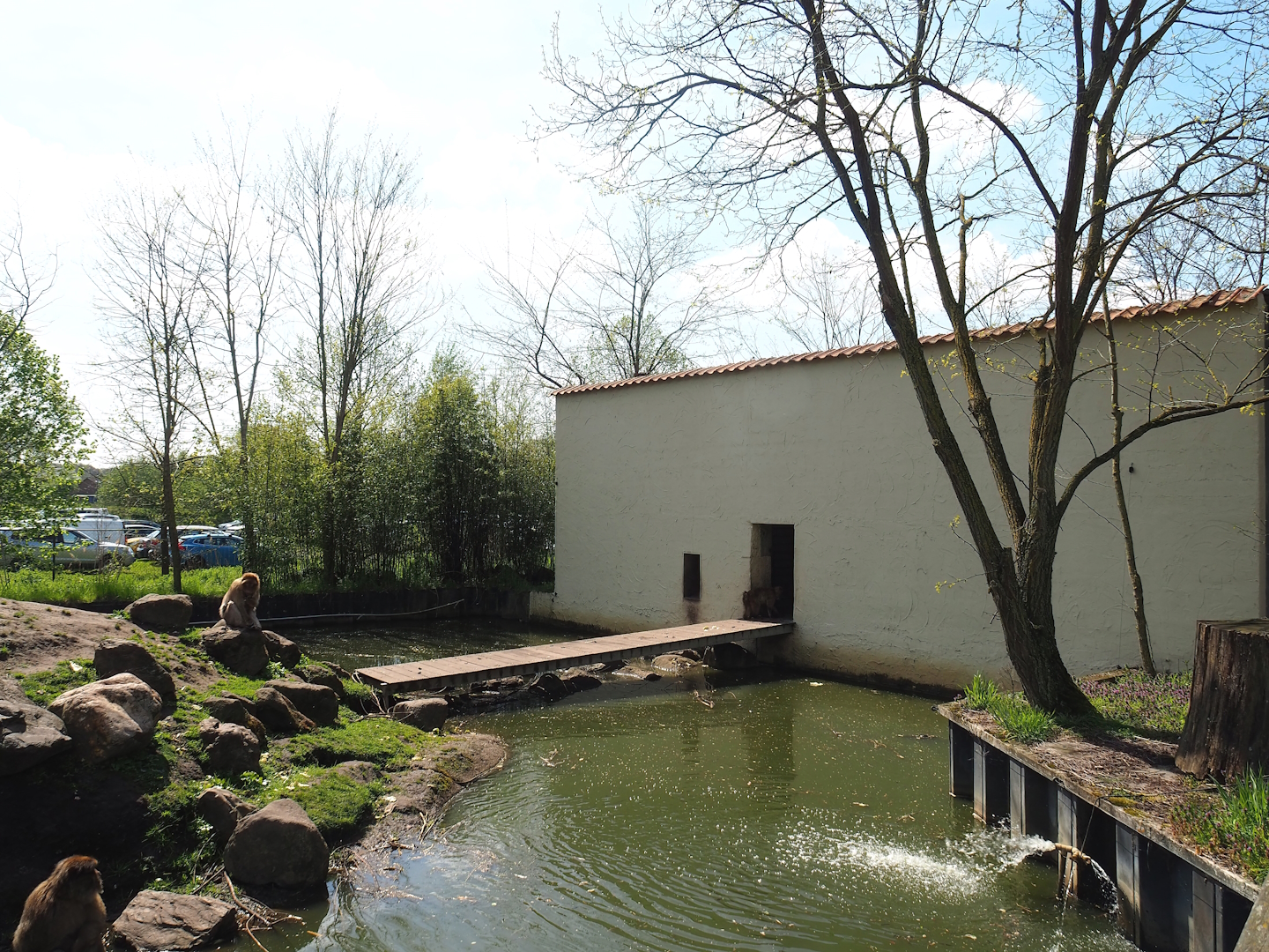 Barbary macaque holding building, 2023-04-30