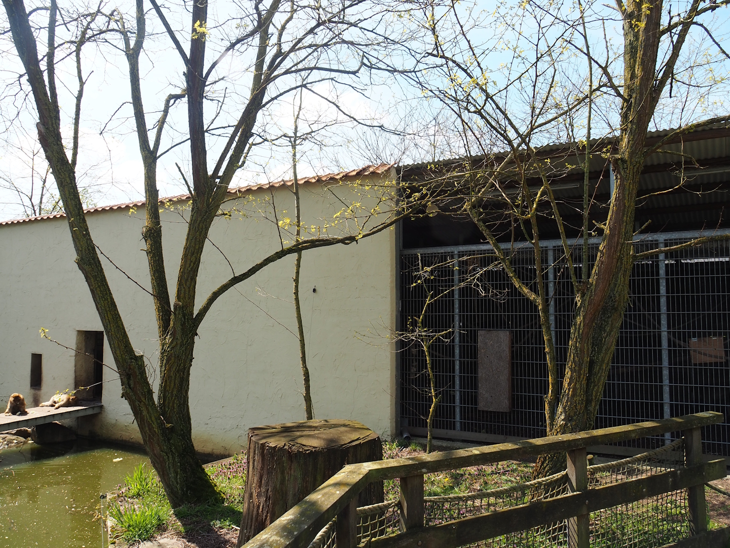 Barbary macaque holding building and cage, 2023-04-30