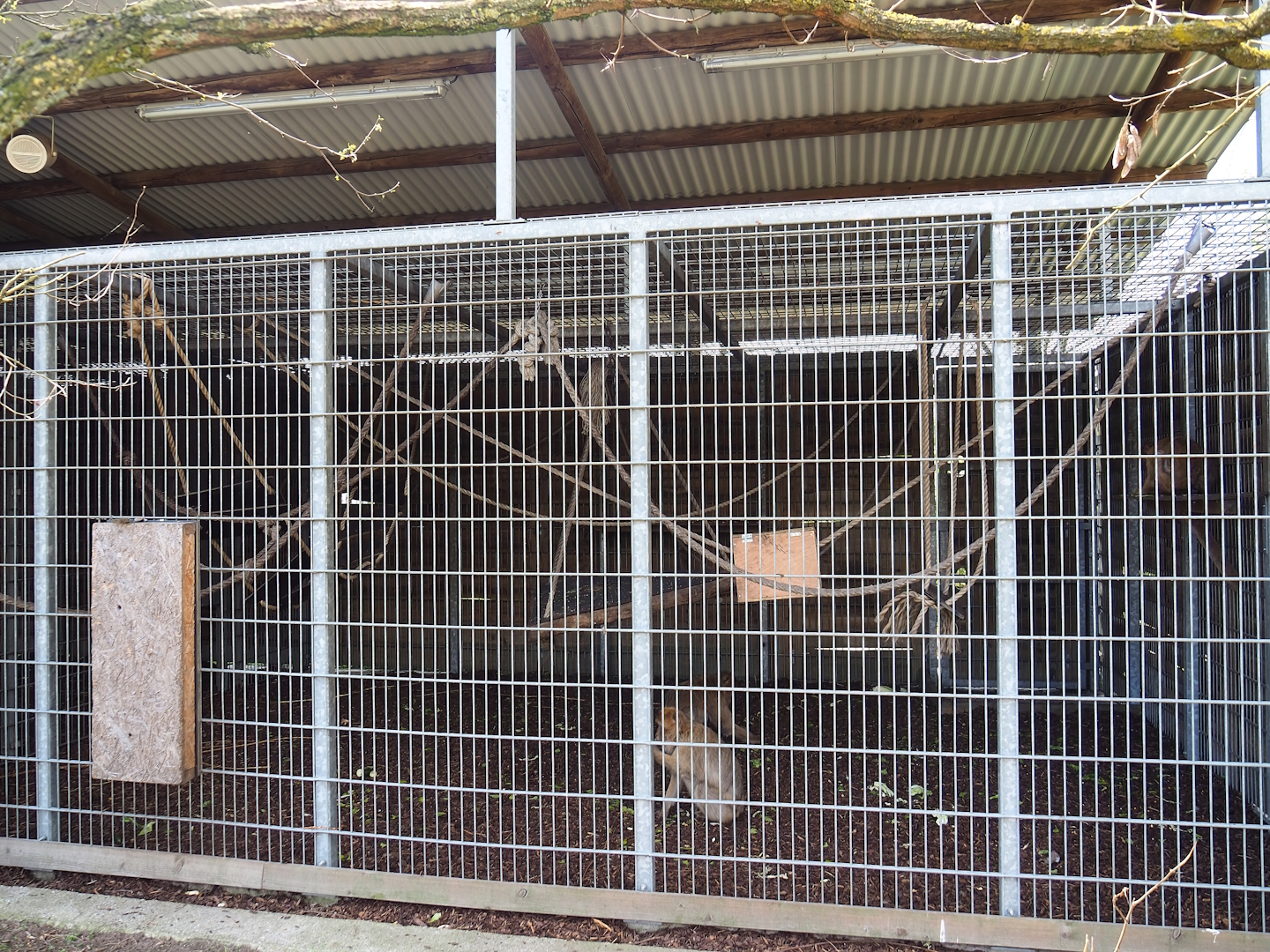 Barbary macaque holding cage, 2023-04-30