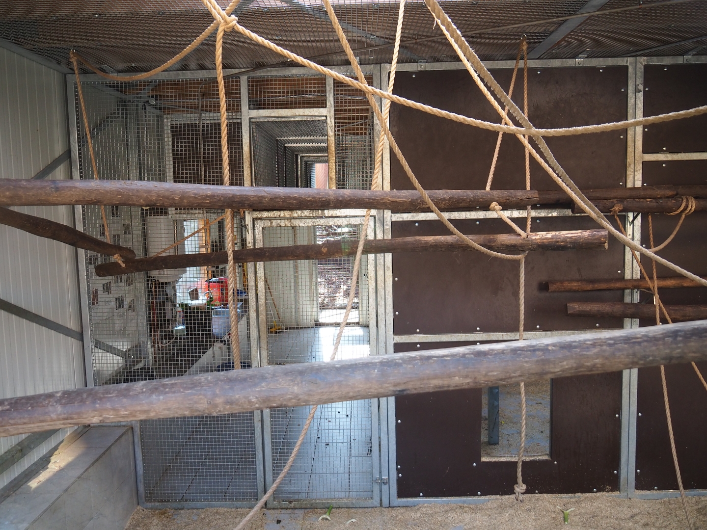 Barbary macaque holding house, 2019-03-30